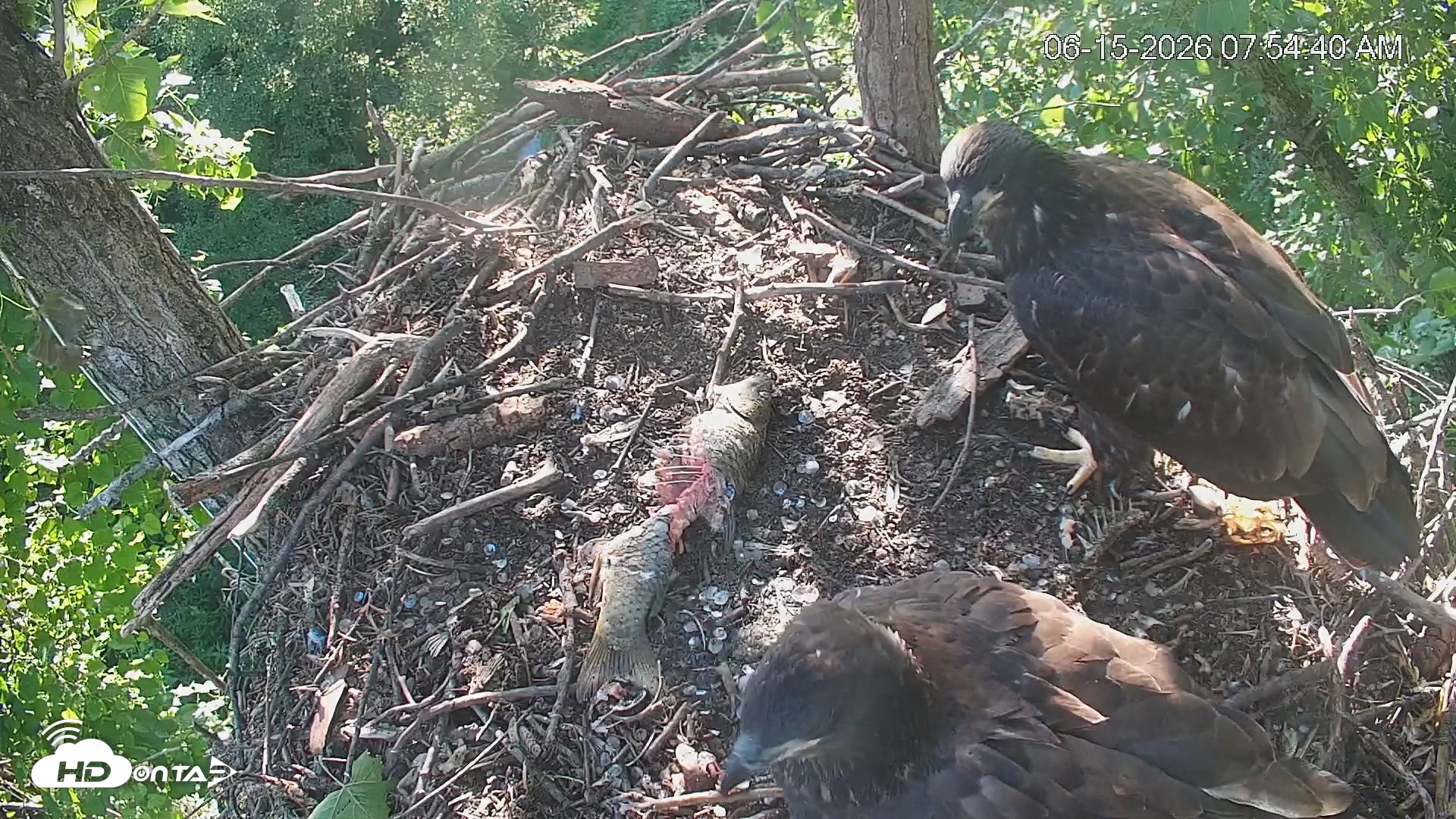 Snapshot of Cardinal Land Conservancy Eagles Live Webcam taken Jun 15, 2026, 7:55am EDT