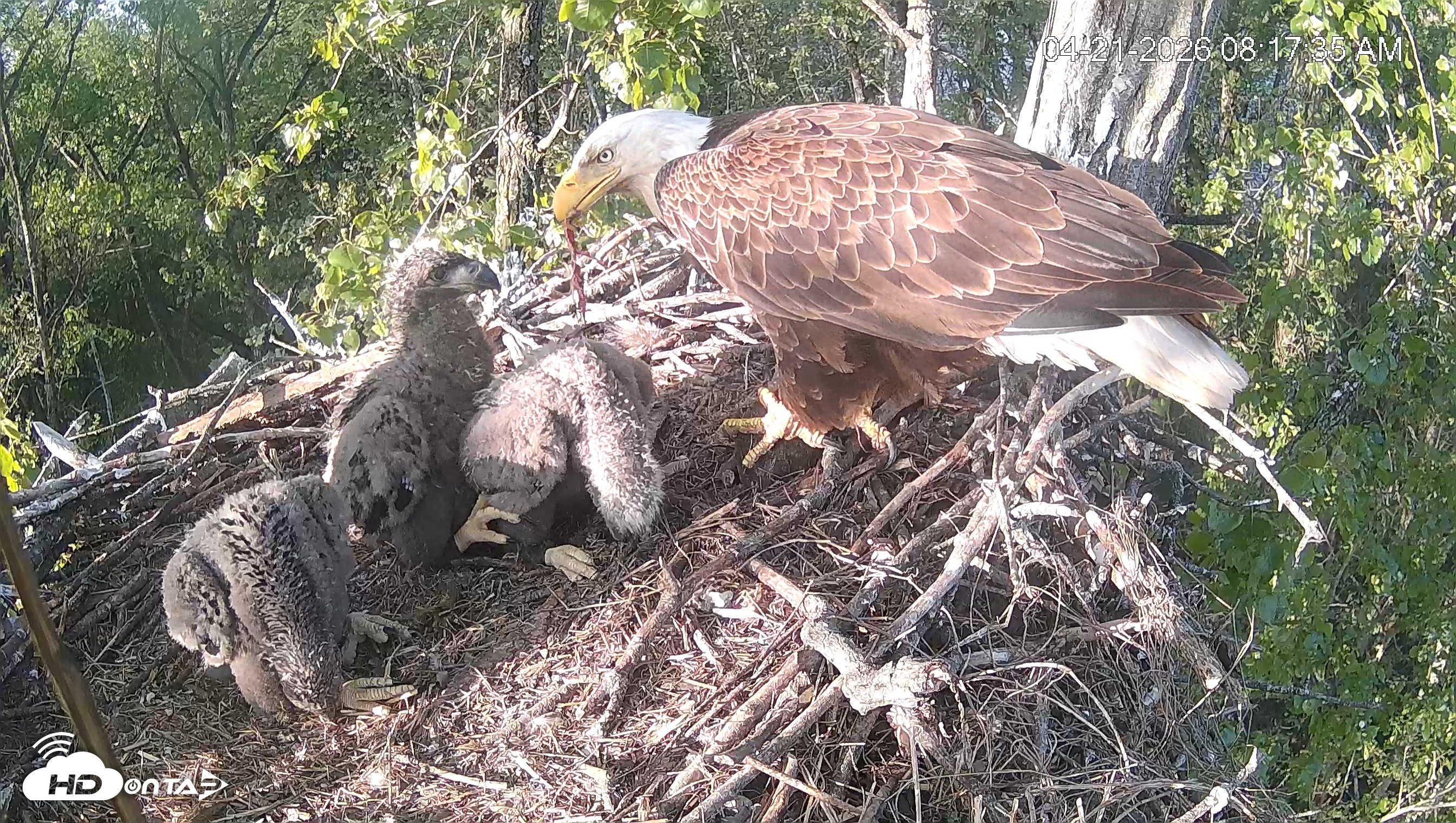 Snapshot of Cardinal Land Conservancy Eagles Live Webcam taken Apr 21, 2026, 8:18am EDT