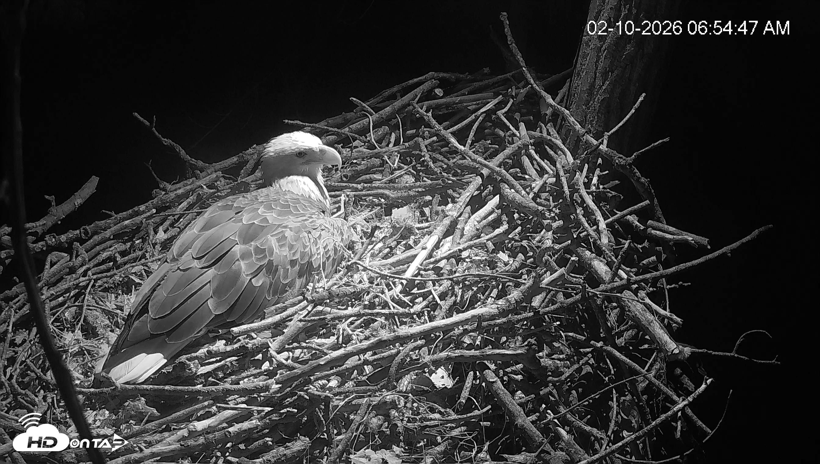 Snapshot of Cardinal Land Conservancy Eagles Live Webcam taken Feb 10, 2026, 6:55am EST