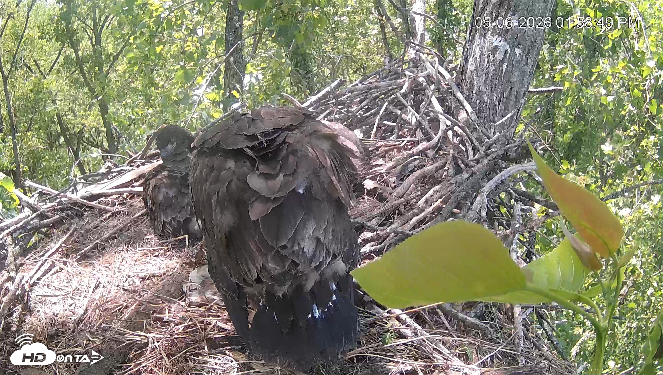 Snapshot of Cardinal Land Conservancy Eagles Live Webcam taken May 6, 2026, 1:59pm EDT