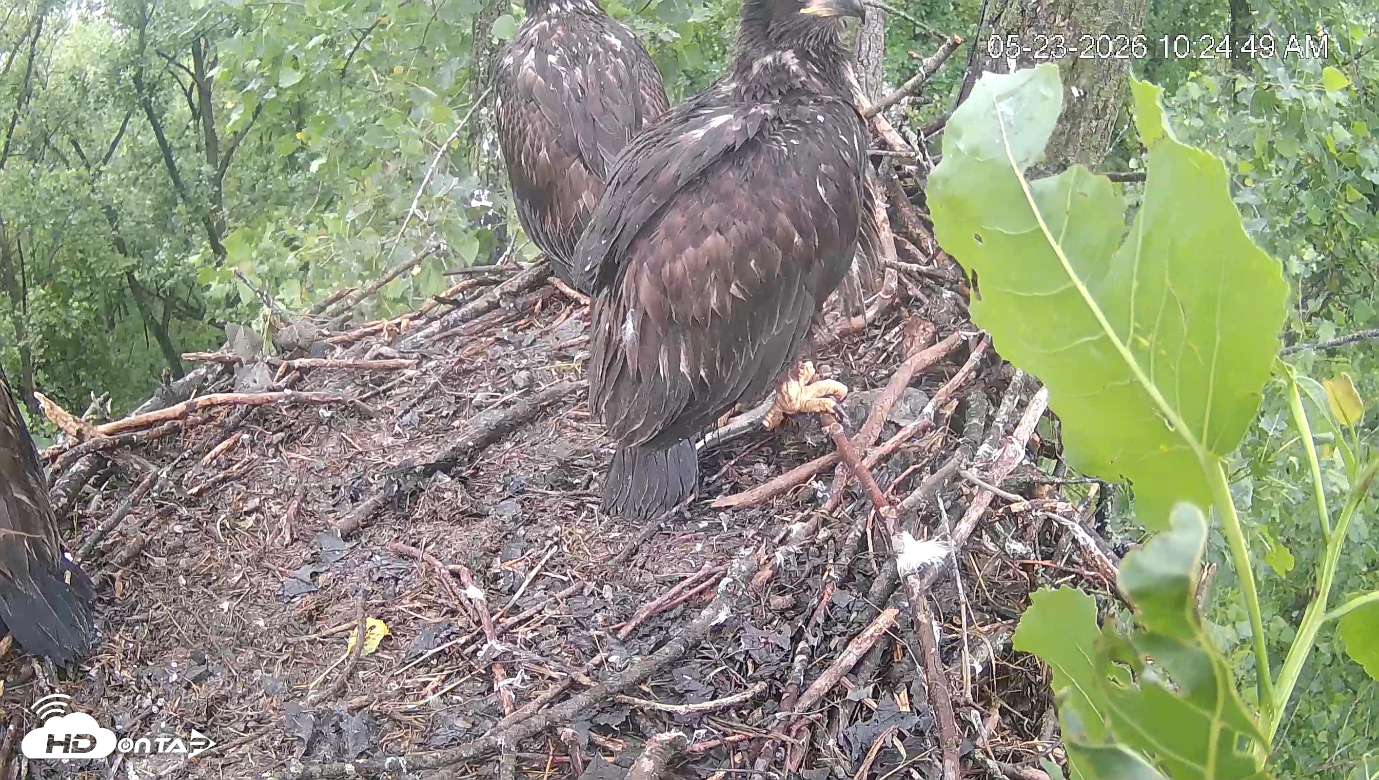 Snapshot of Cardinal Land Conservancy Eagles Live Webcam taken May 23, 2026, 10:25am EDT