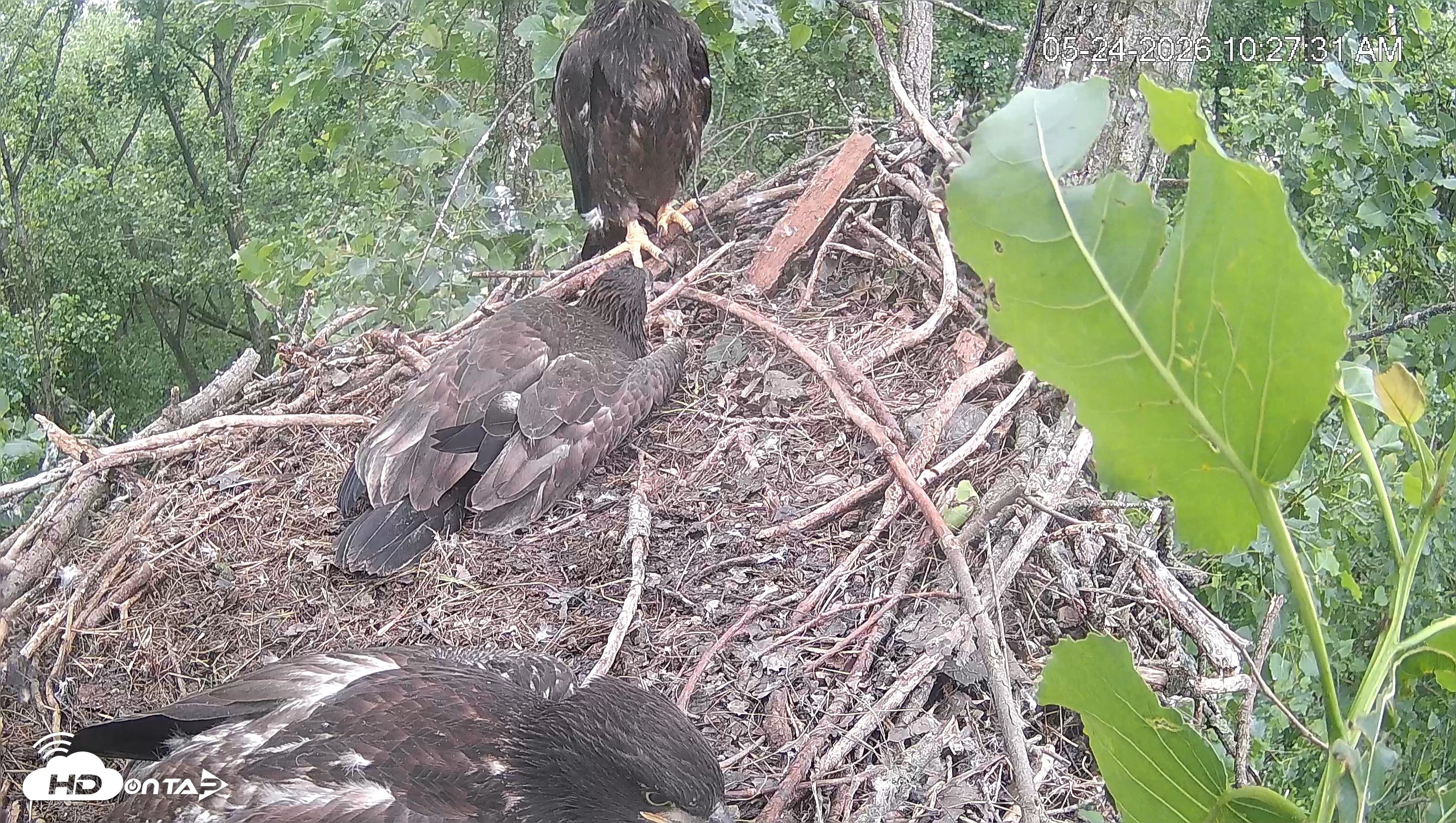 Snapshot of Cardinal Land Conservancy Eagles Live Webcam taken May 24, 2026, 10:28am EDT