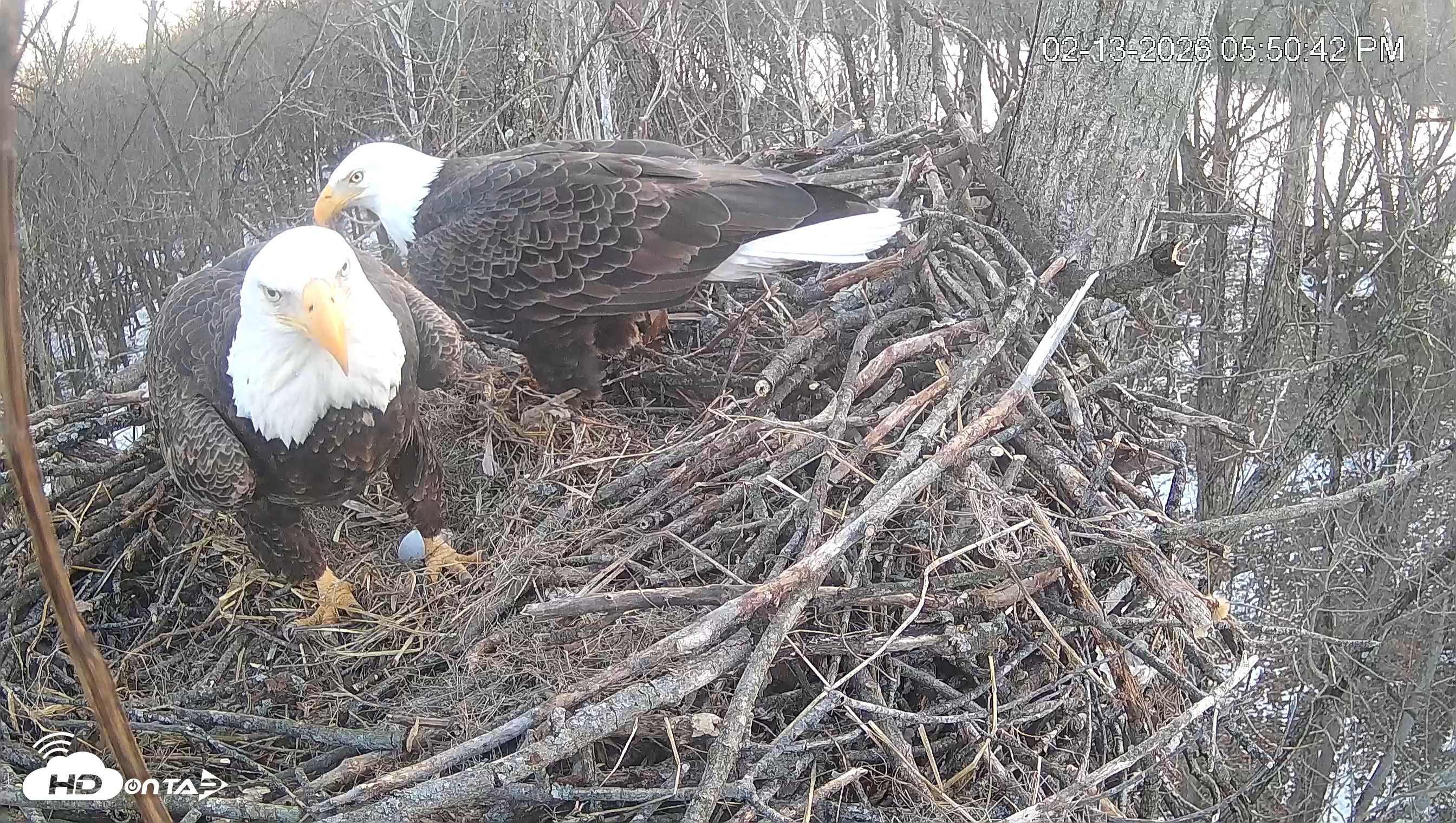 Snapshot of Cardinal Land Conservancy Eagles Live Webcam taken Feb 13, 2026, 5:51pm EST