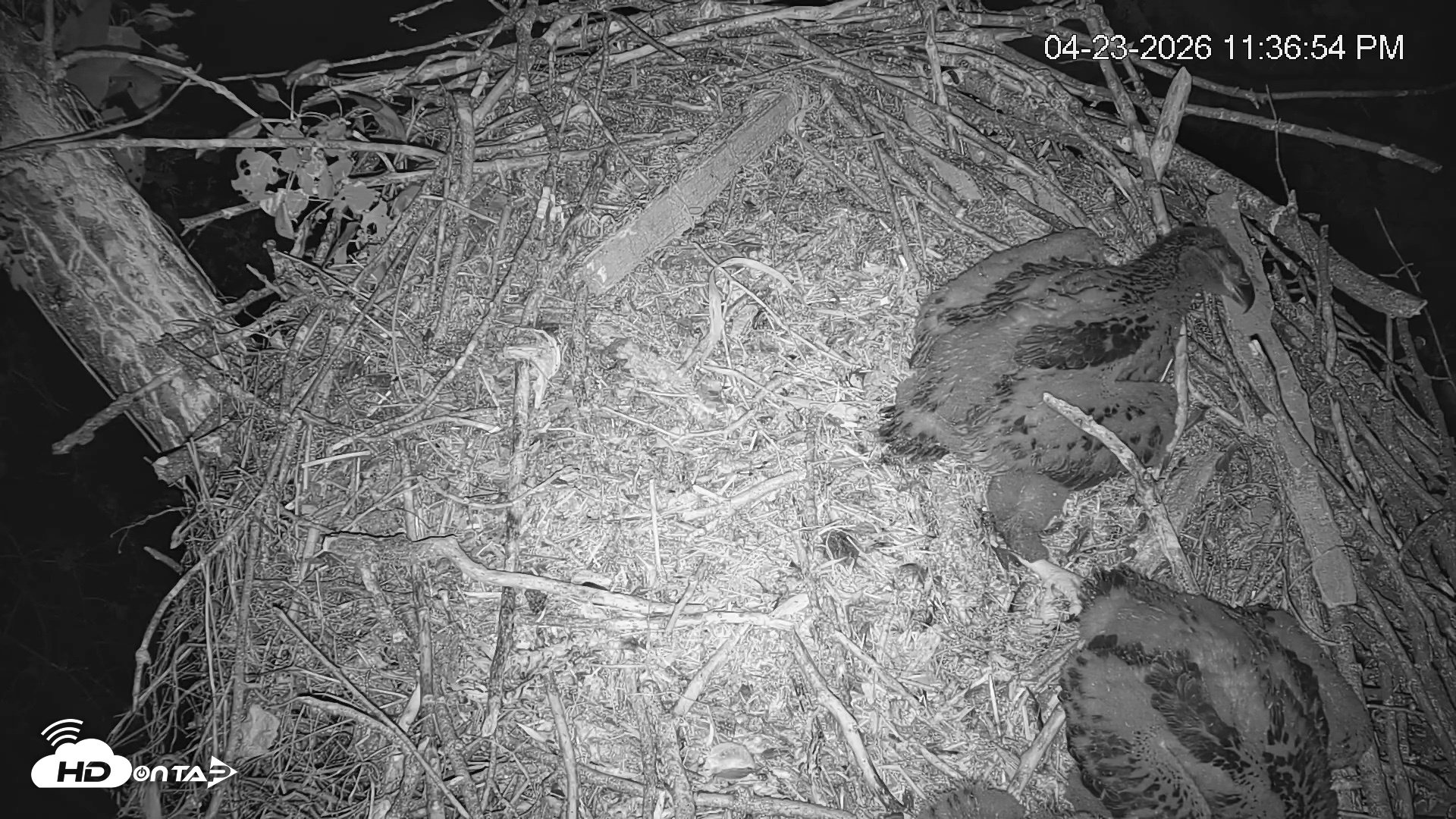 Snapshot of Cardinal Land Conservancy Eagles Live Webcam taken Apr 23, 2026, 11:37pm EDT
