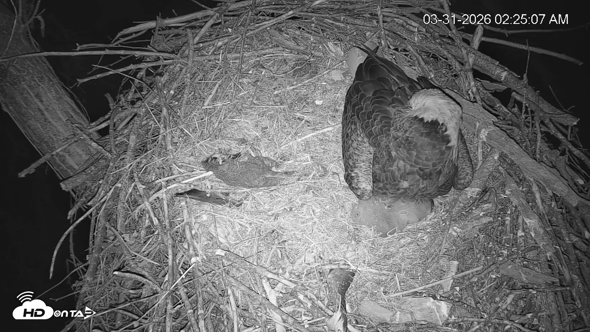 Snapshot of Cardinal Land Conservancy Eagles Live Webcam taken Mar 31, 2026, 2:25am EDT