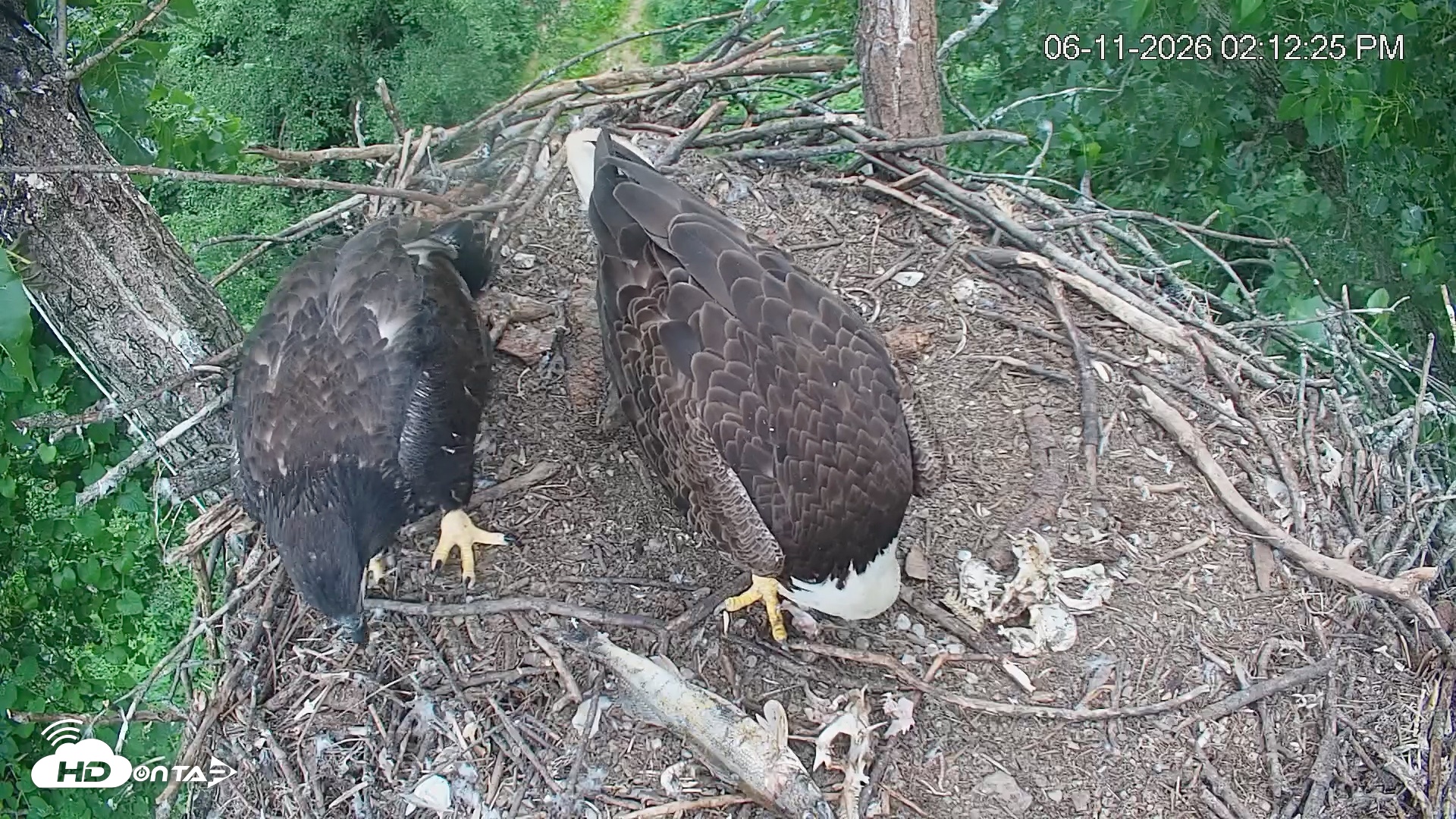Snapshot of Cardinal Land Conservancy Eagles Live Webcam taken Jun 11, 2026, 2:13pm EDT
