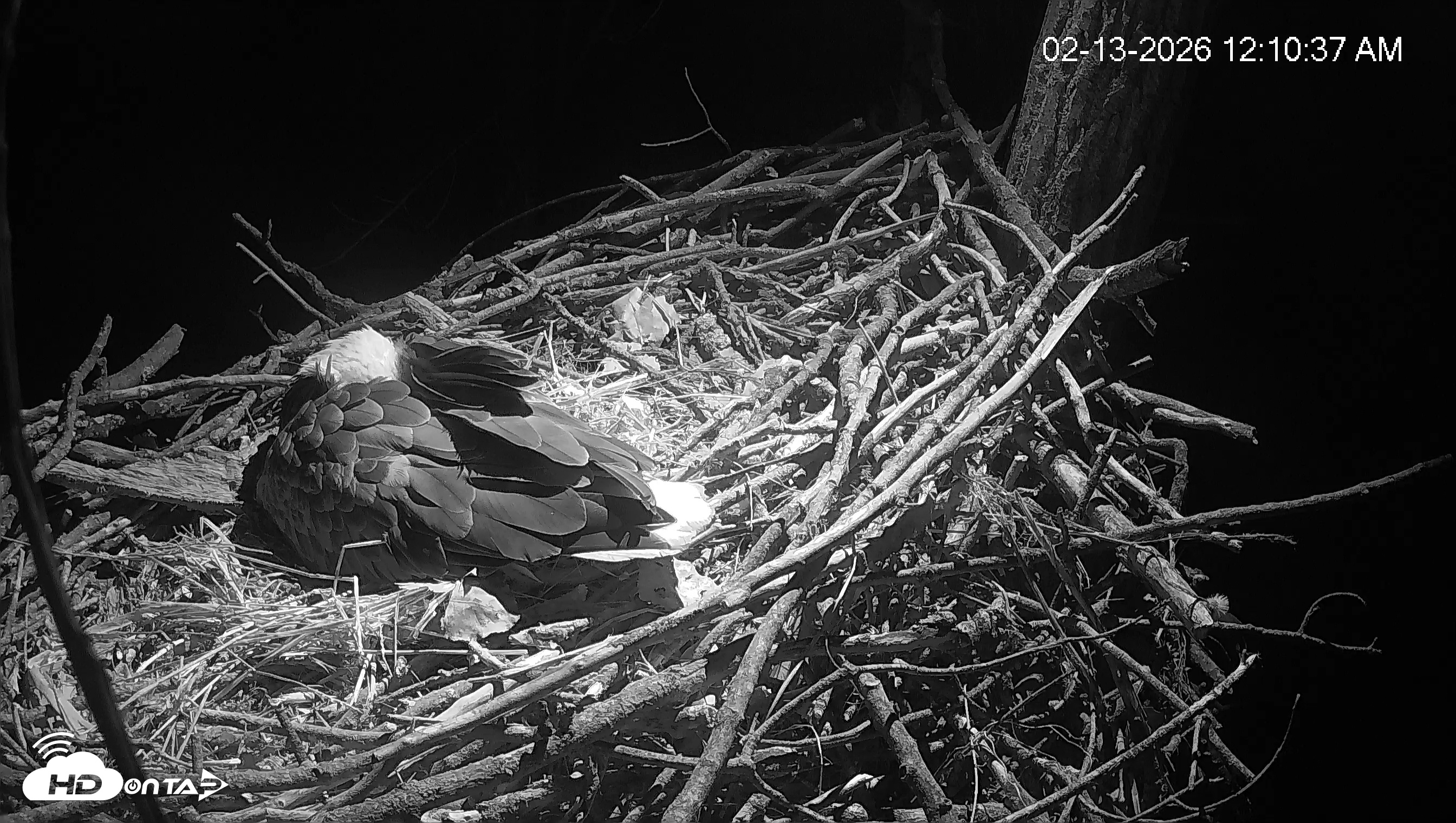 Snapshot of Cardinal Land Conservancy Eagles Live Webcam taken Feb 13, 2026, 12:11am EST