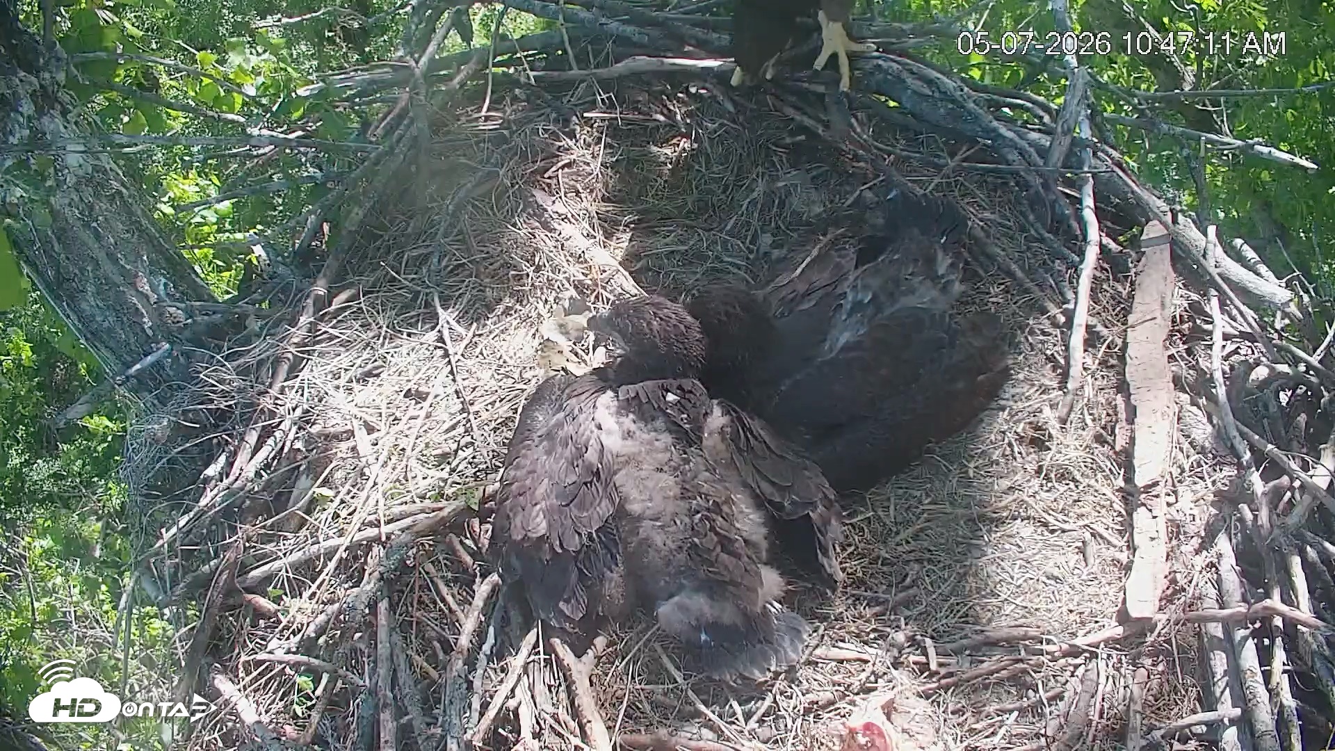 Snapshot of Cardinal Land Conservancy Eagles Live Webcam taken May 7, 2026, 10:48am EDT