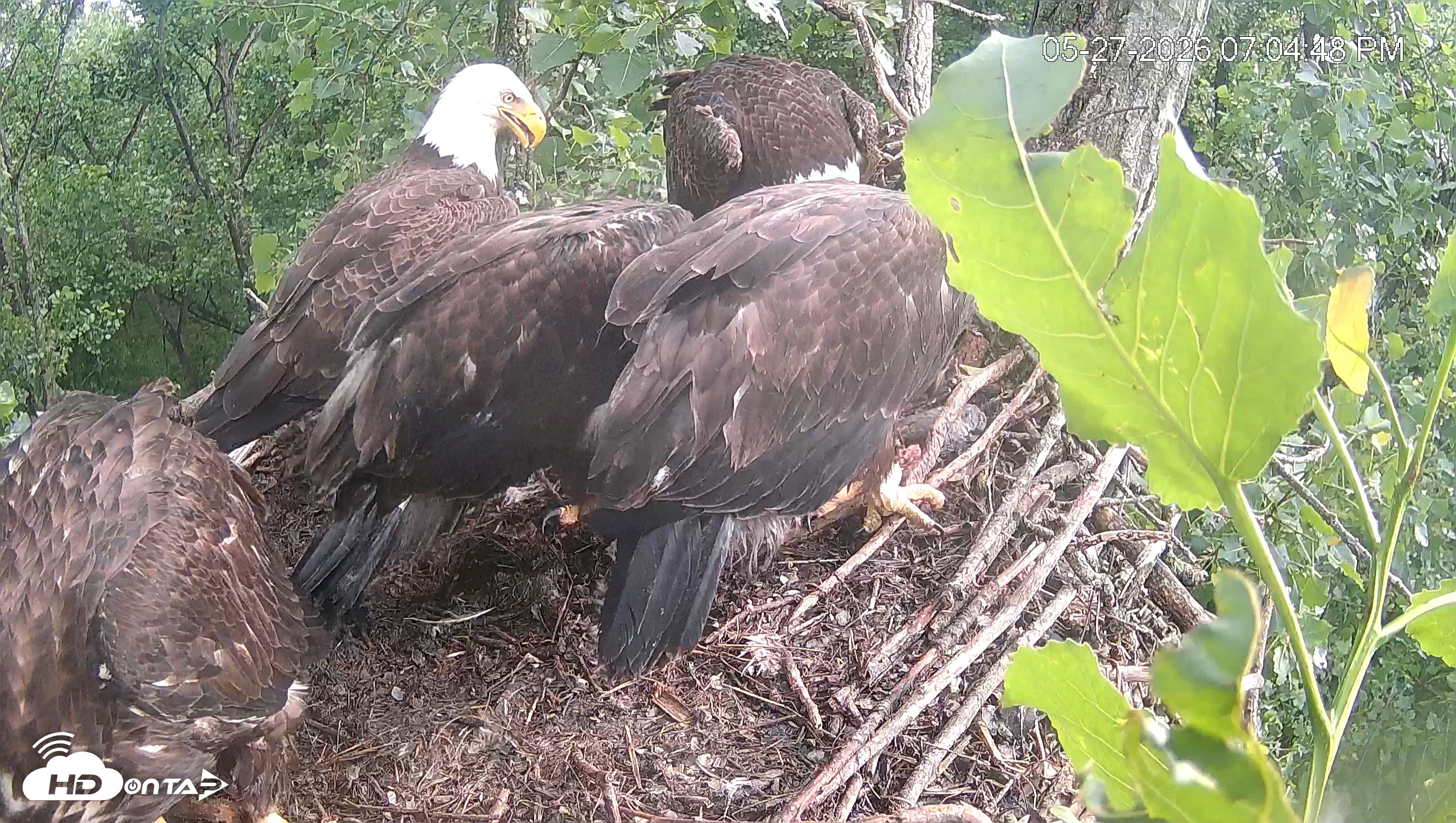 Snapshot of Cardinal Land Conservancy Eagles Live Webcam taken May 27, 2026, 7:05pm EDT
