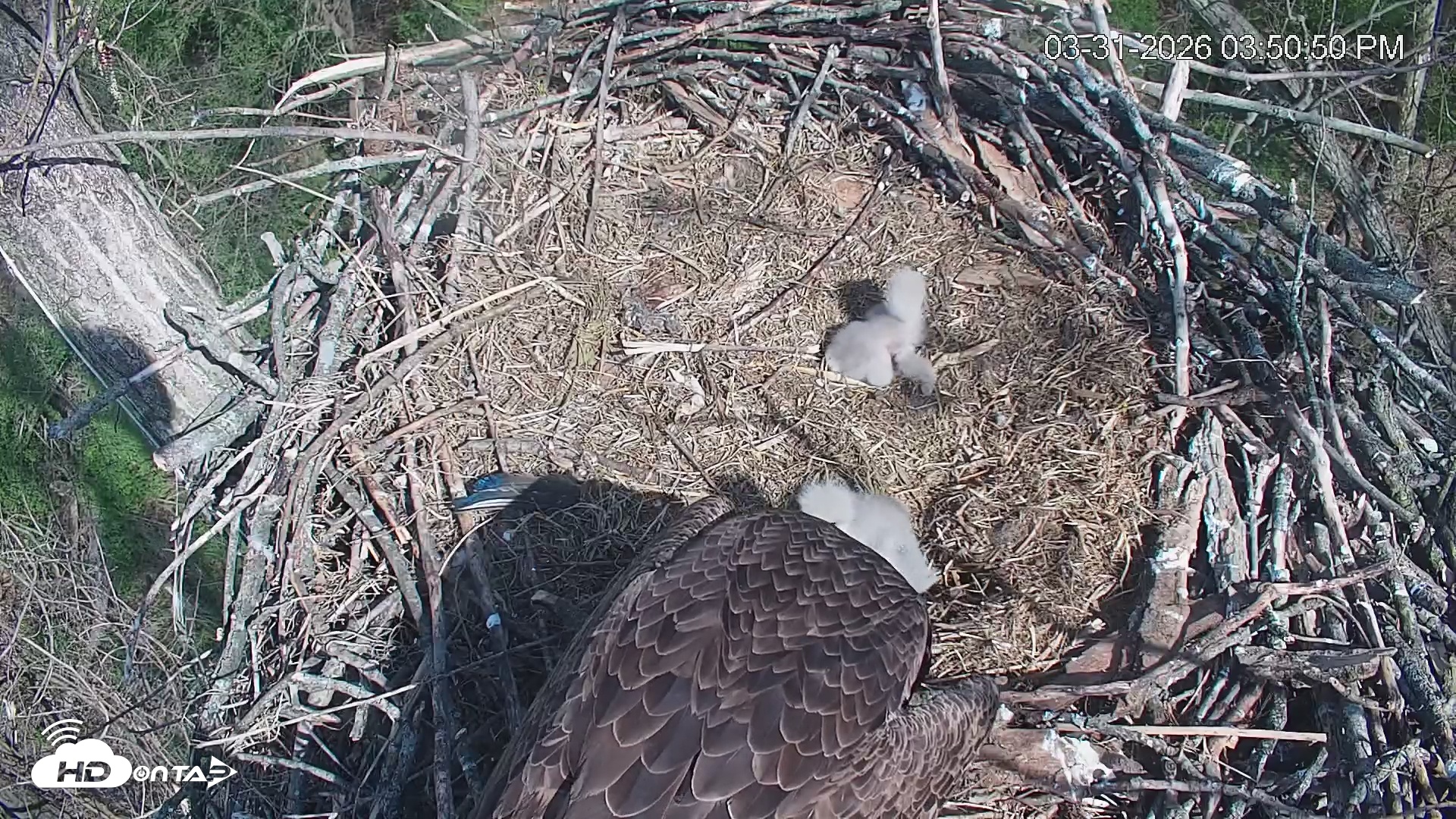 Snapshot of Cardinal Land Conservancy Eagles Live Webcam taken Mar 31, 2026, 3:51pm EDT