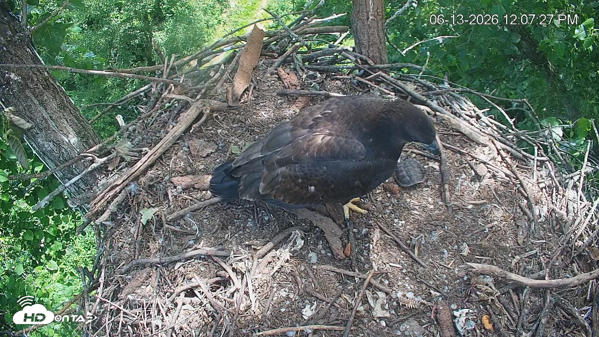 Snapshot of Cardinal Land Conservancy Eagles Live Webcam taken Jun 13, 2026, 12:08pm EDT