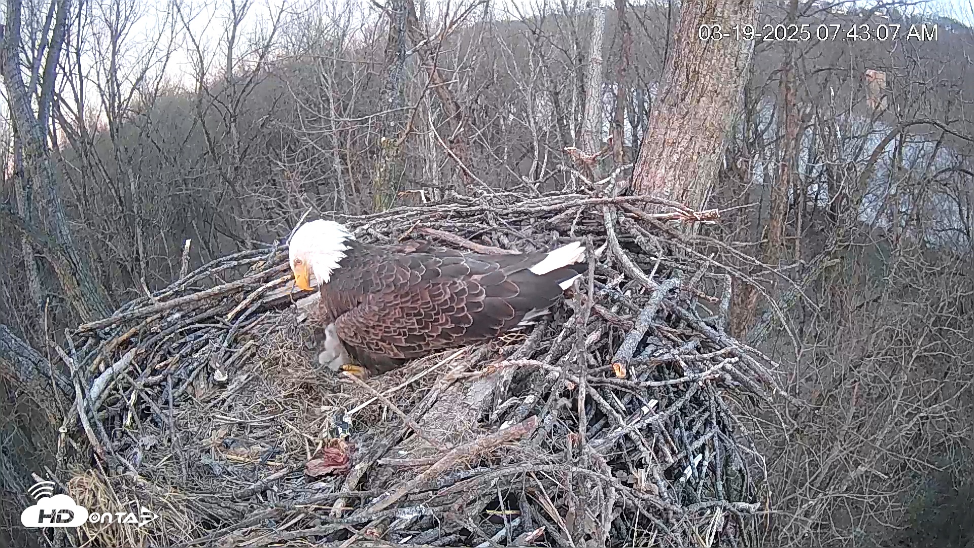 Snapshot of Cardinal Land Conservancy Eagles Live Webcam taken Mar 19, 2025, 7:43am EDT
