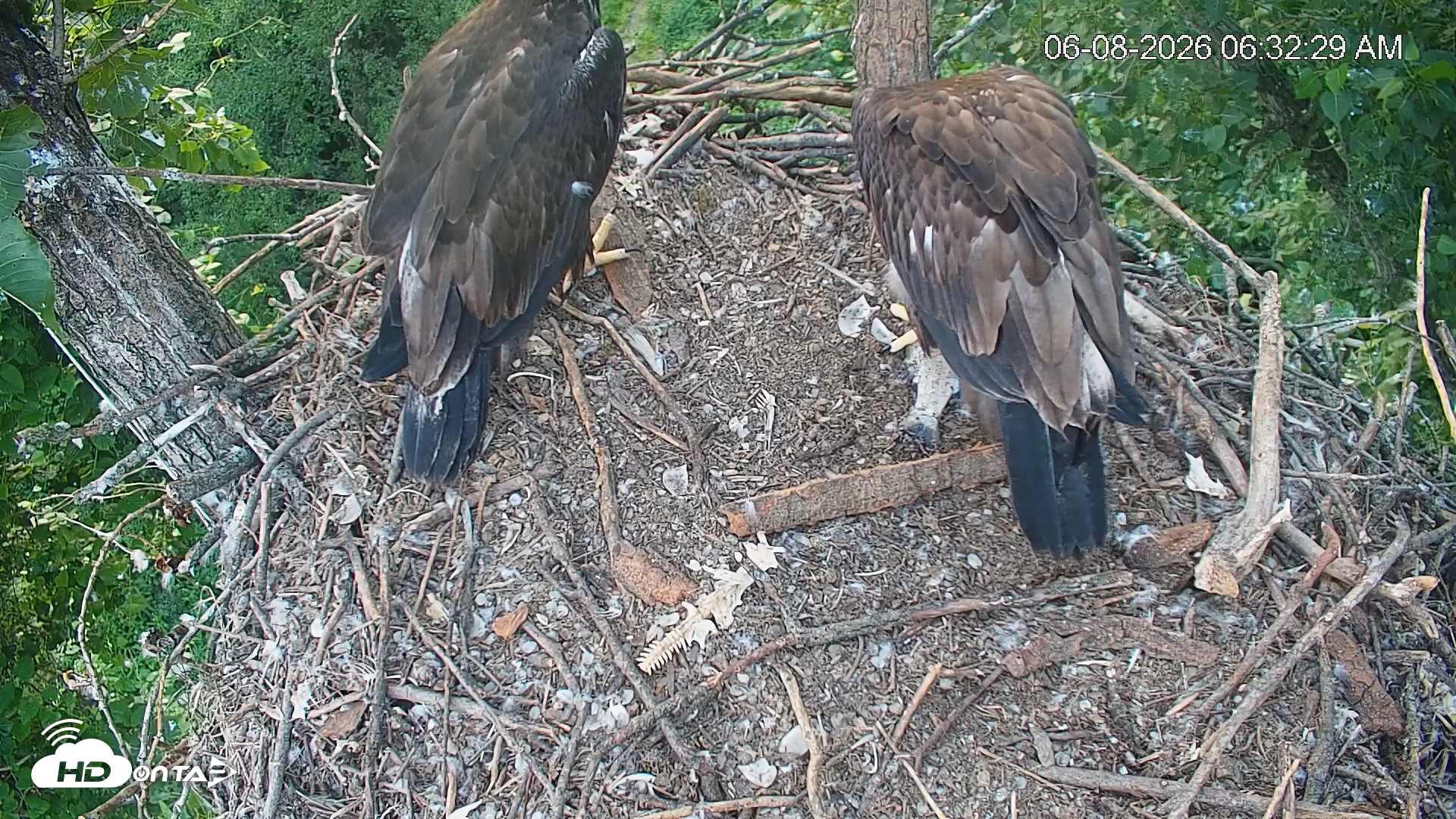Snapshot of Cardinal Land Conservancy Eagles Live Webcam taken Jun 8, 2026, 6:34am EDT