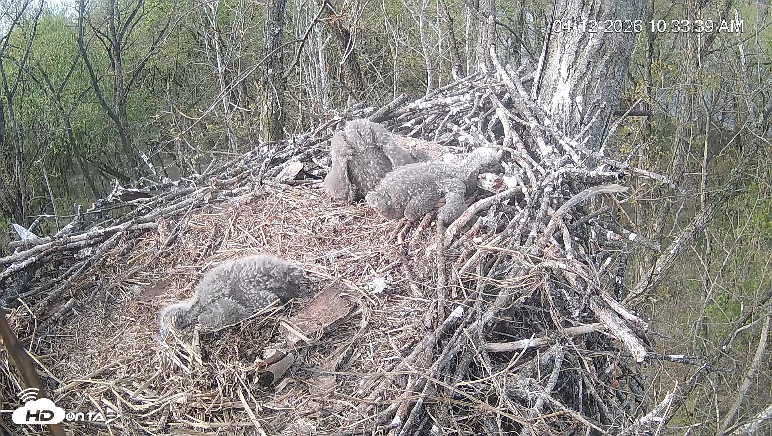 Snapshot of Cardinal Land Conservancy Eagles Live Webcam taken Apr 12, 2026, 10:34am EDT