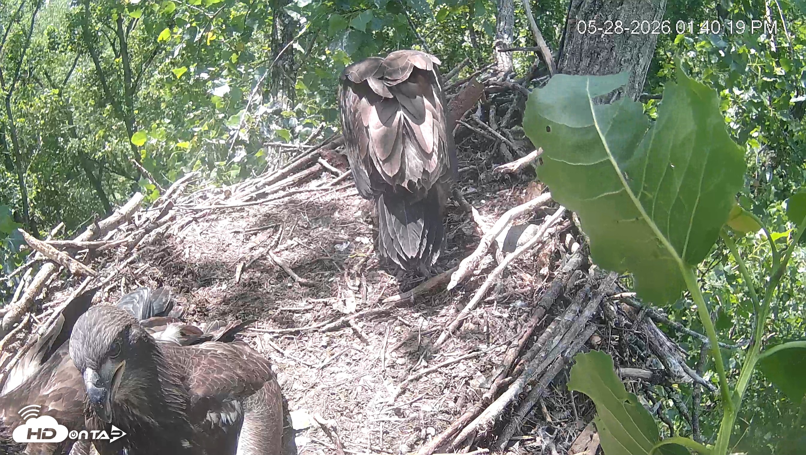 Snapshot of Cardinal Land Conservancy Eagles Live Webcam taken May 28, 2026, 1:41pm EDT