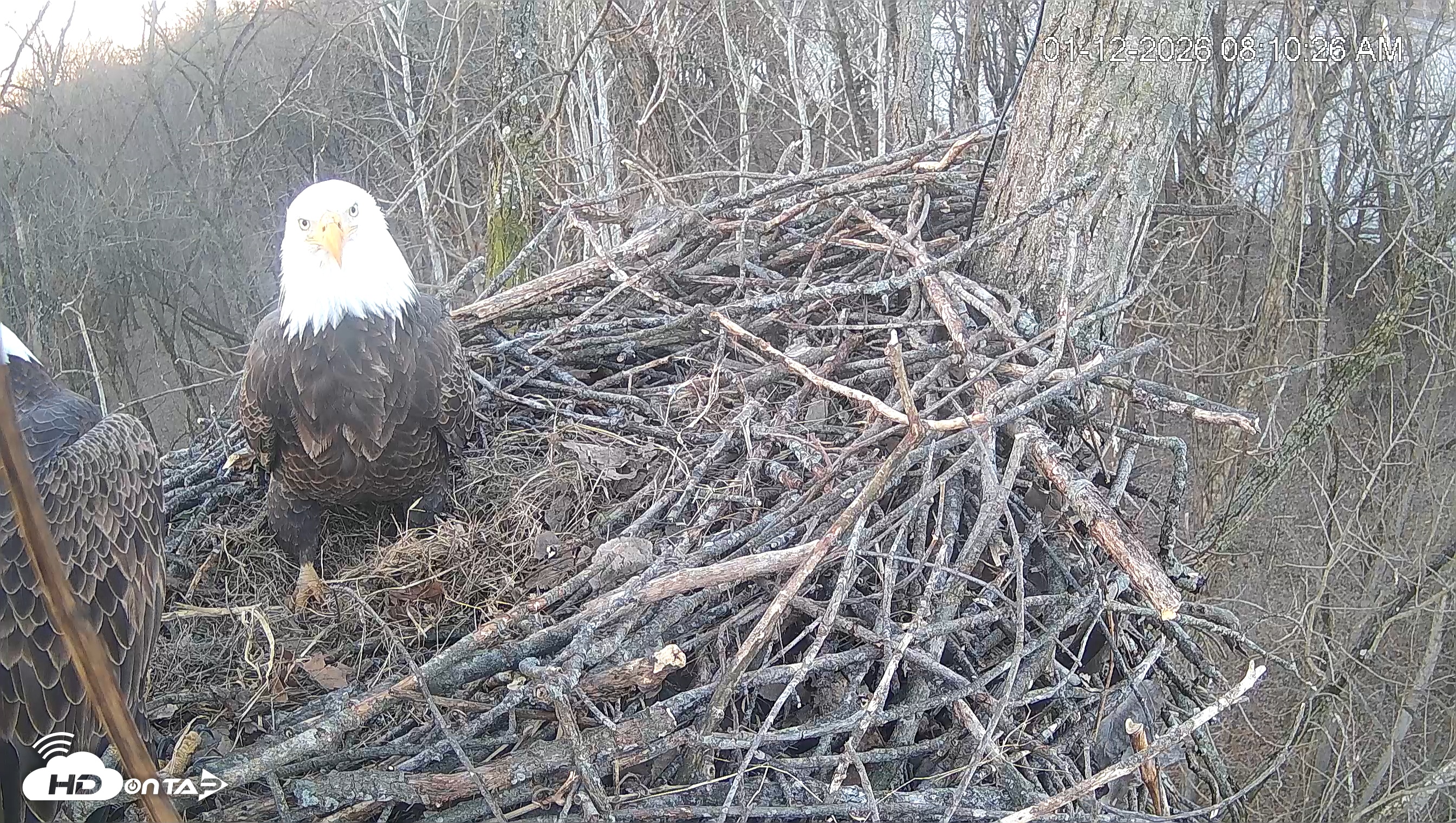 Snapshot of Cardinal Land Conservancy Eagles Live Webcam taken Jan 12, 2026, 8:11am EST