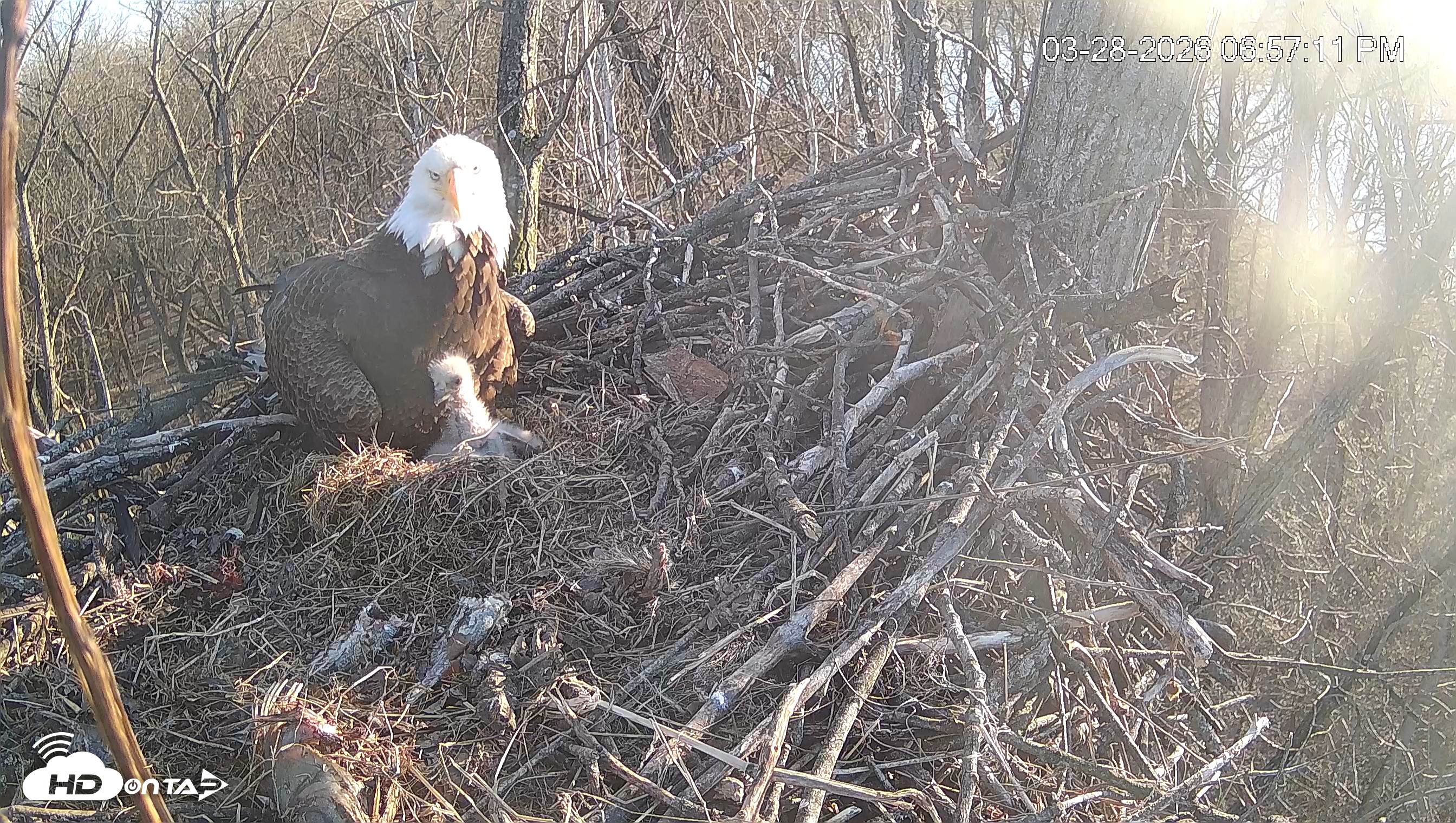 Snapshot of Cardinal Land Conservancy Eagles Live Webcam taken Mar 28, 2026, 6:57pm EDT