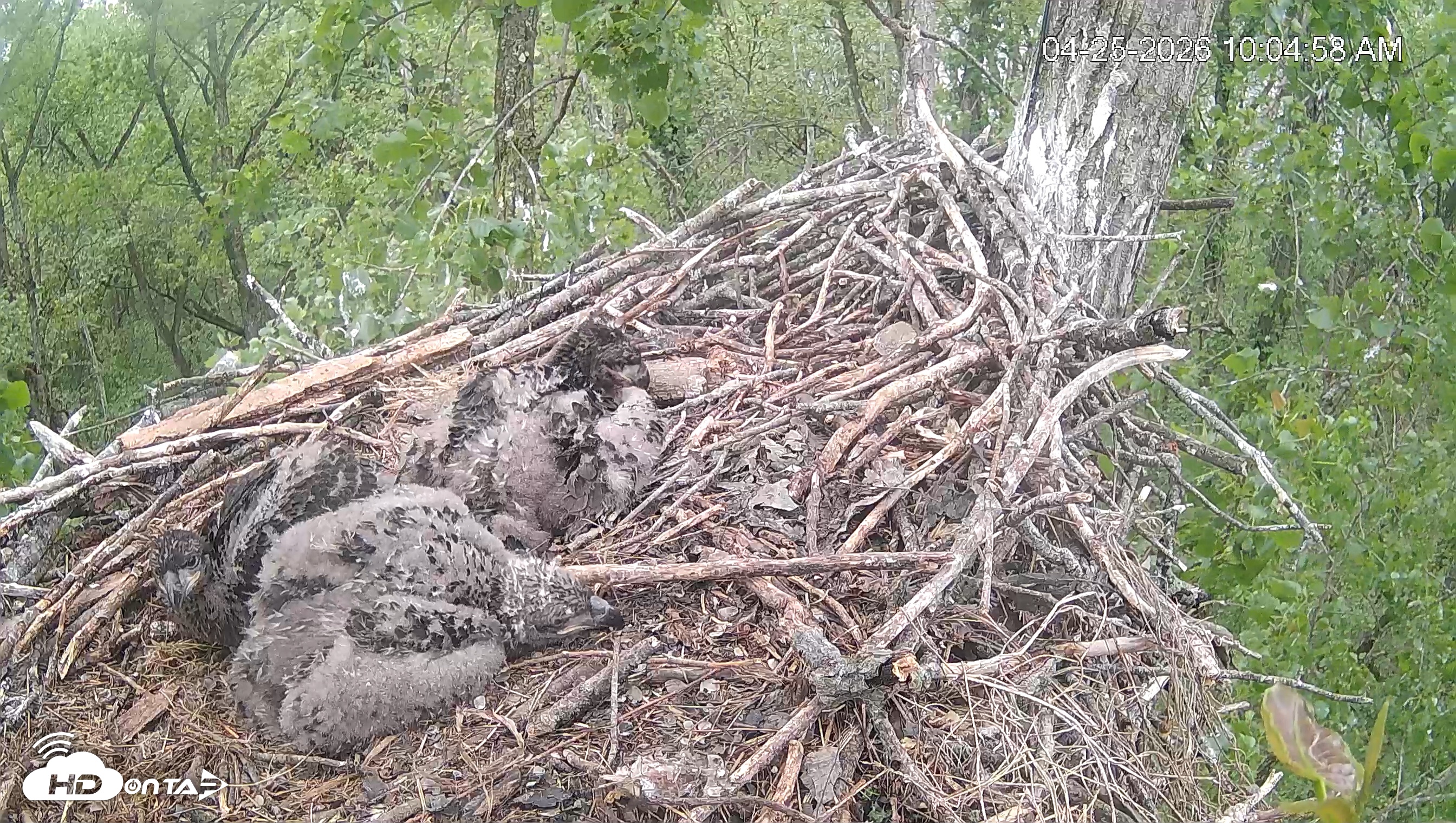 Snapshot of Cardinal Land Conservancy Eagles Live Webcam taken Apr 25, 2026, 10:05am EDT
