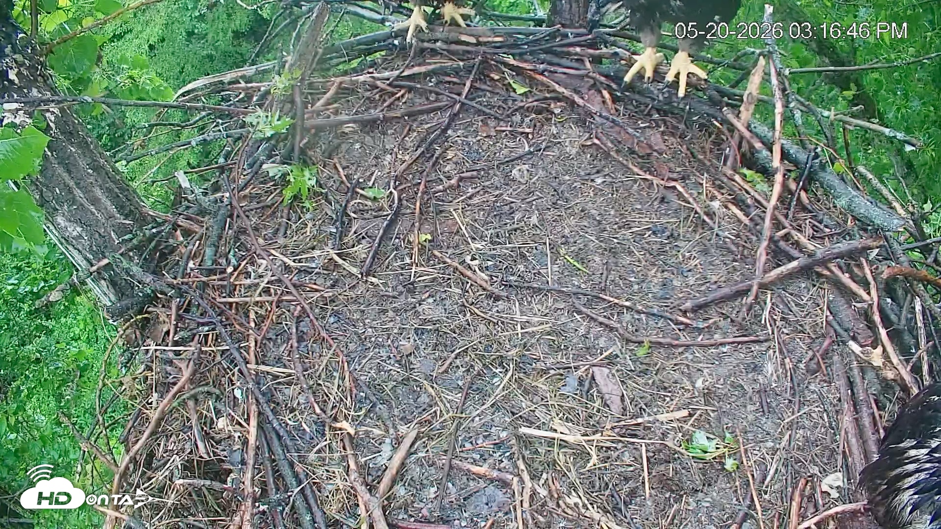 Snapshot of Cardinal Land Conservancy Eagles Live Webcam taken May 20, 2026, 3:17pm EDT
