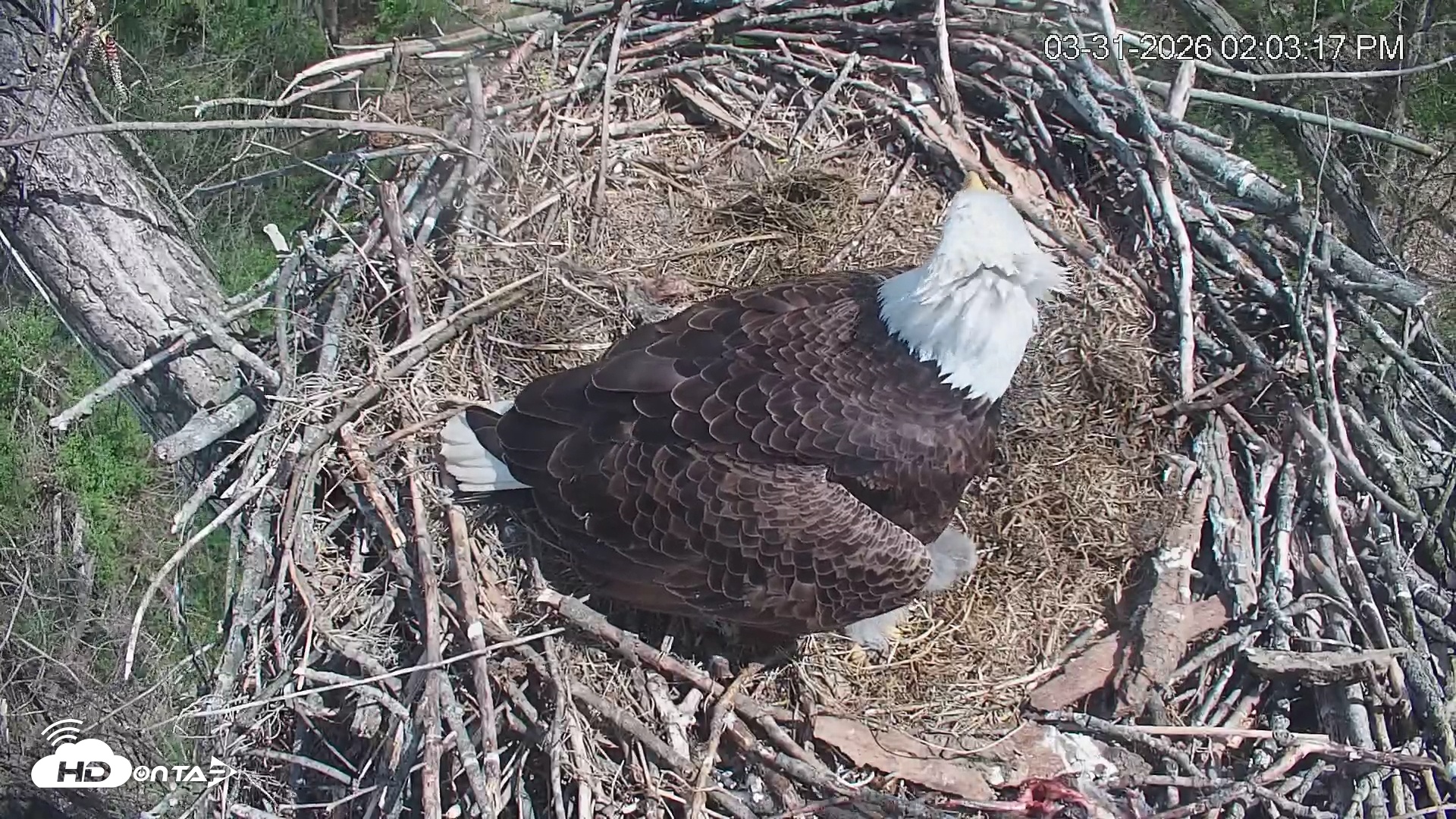 Snapshot of Cardinal Land Conservancy Eagles Live Webcam taken Mar 31, 2026, 2:04pm EDT