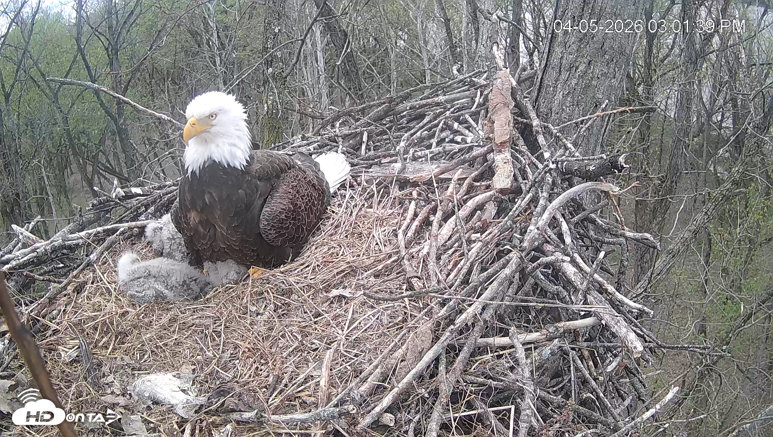 Snapshot of Cardinal Land Conservancy Eagles Live Webcam taken Apr 5, 2026, 3:02pm EDT