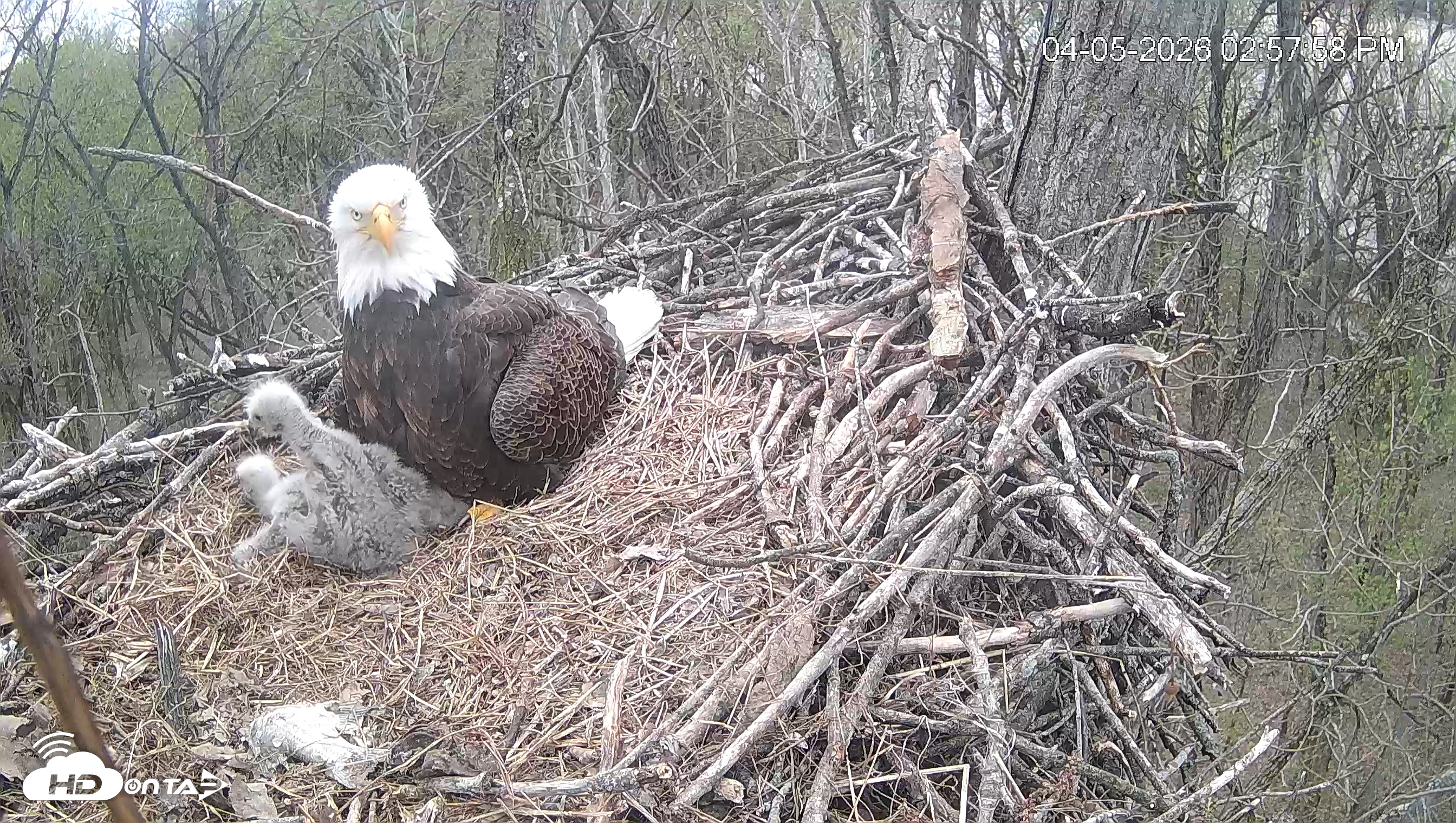Snapshot of Cardinal Land Conservancy Eagles Live Webcam taken Apr 5, 2026, 2:58pm EDT