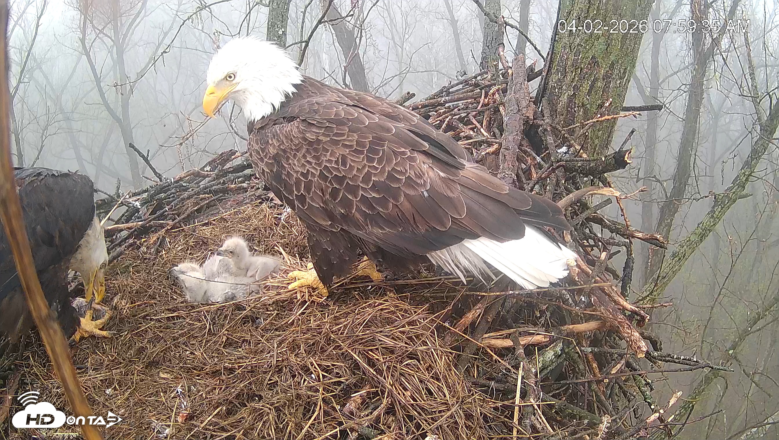 Snapshot of Cardinal Land Conservancy Eagles Live Webcam taken Apr 2, 2026, 8:00am EDT