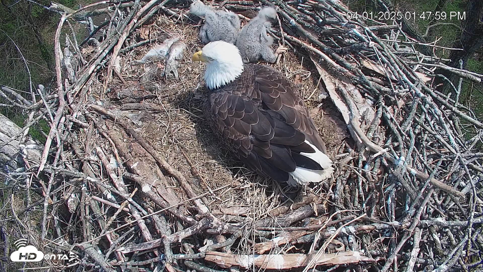 Snapshot of Cardinal Land Conservancy Eagles Live Webcam taken Apr 1, 2025, 1:48pm EDT