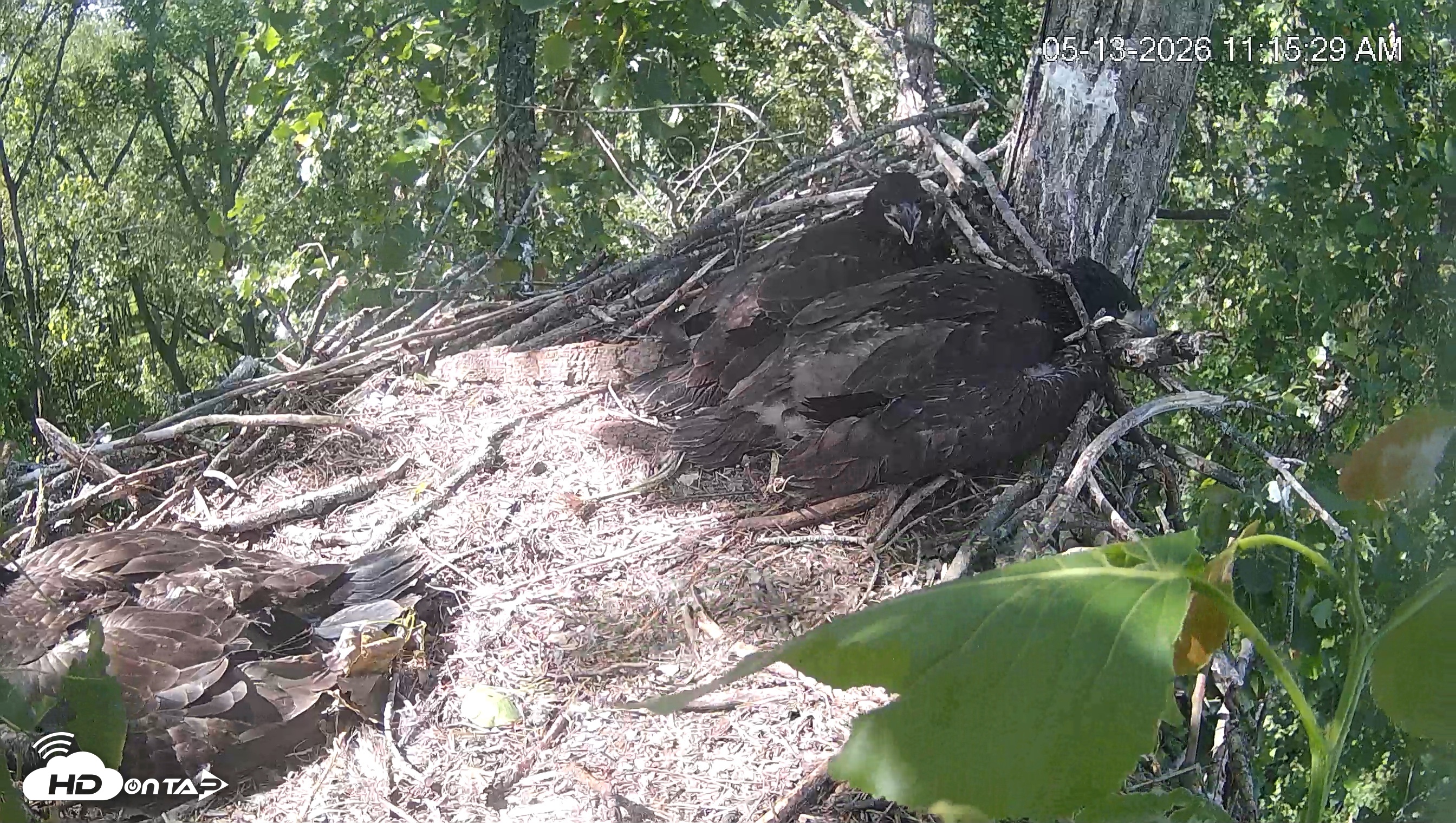 Snapshot of Cardinal Land Conservancy Eagles Live Webcam taken May 13, 2026, 11:16am EDT