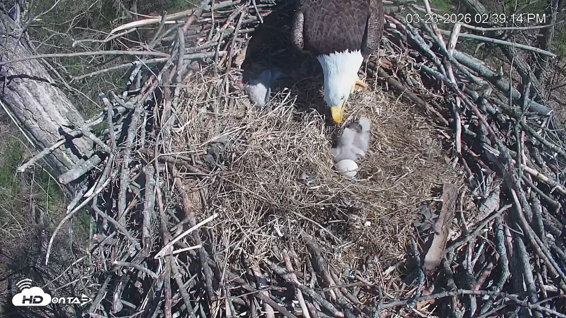 Snapshot of Cardinal Land Conservancy Eagles Live Webcam taken Mar 23, 2026, 2:39pm EDT