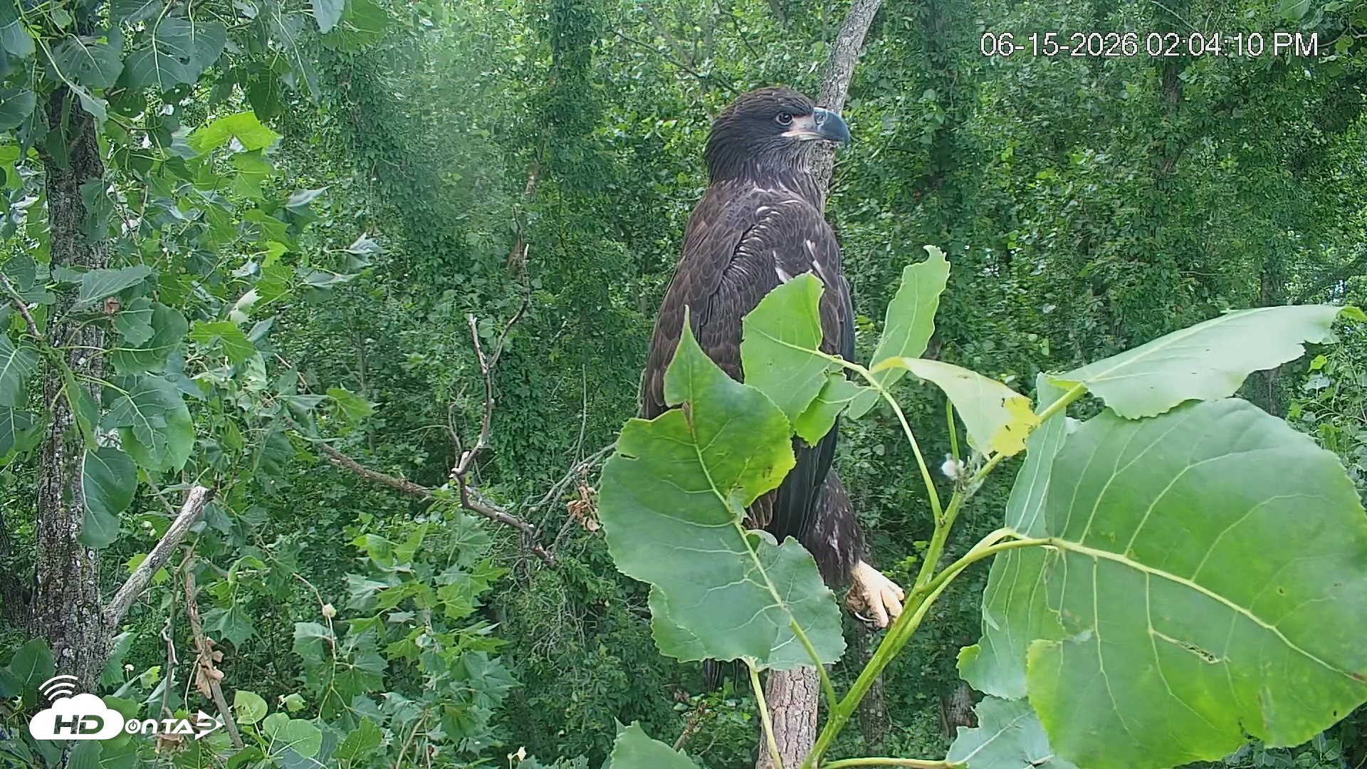 Snapshot of Cardinal Land Conservancy Eagles Live Webcam taken Jun 15, 2026, 2:04pm EDT
