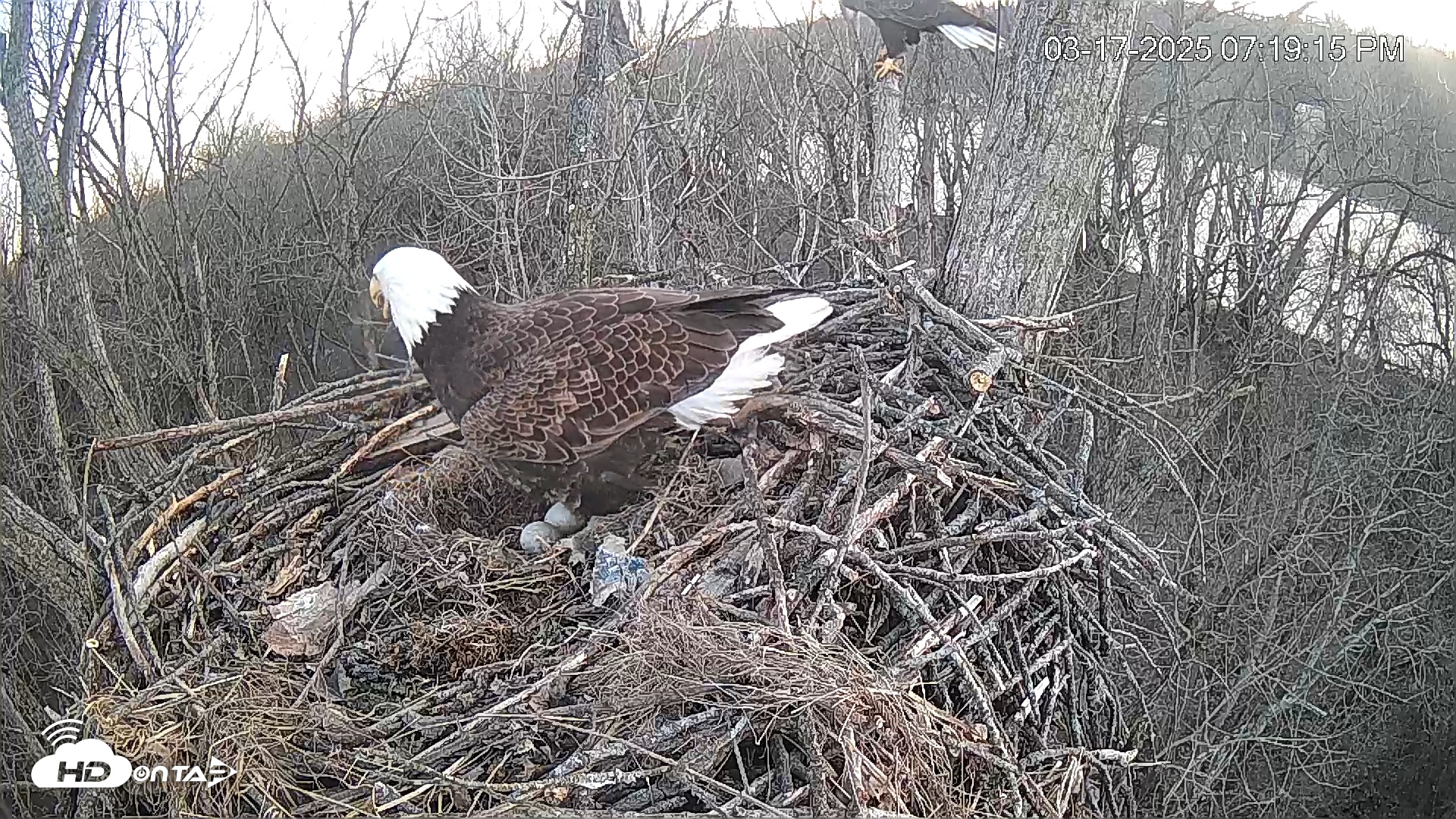 Snapshot of Cardinal Land Conservancy Eagles Live Webcam taken Mar 17, 2025, 7:19pm EDT