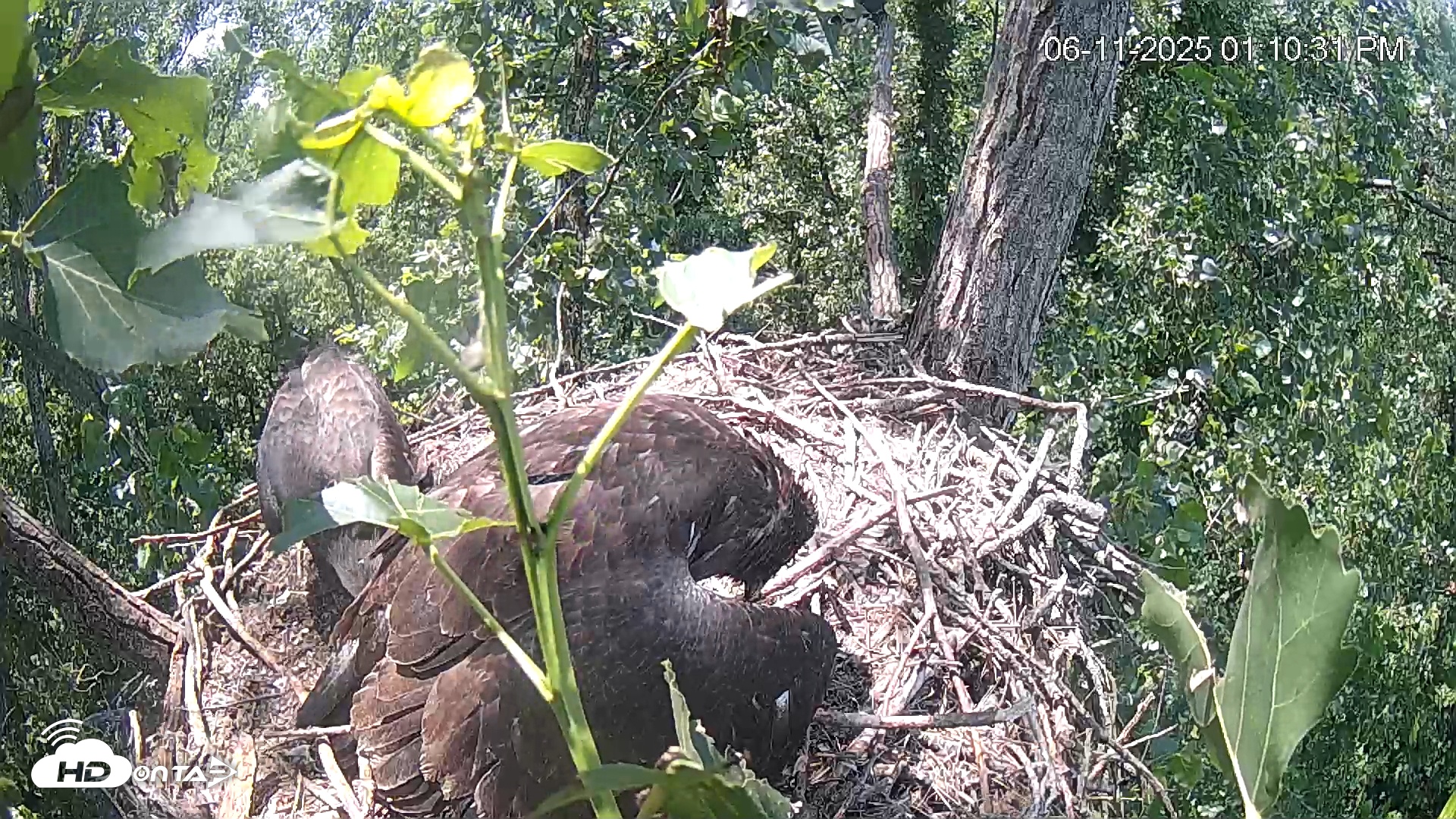 Snapshot of Cardinal Land Conservancy Eagles Live Webcam taken Jun 11, 2025, 1:11pm EDT
