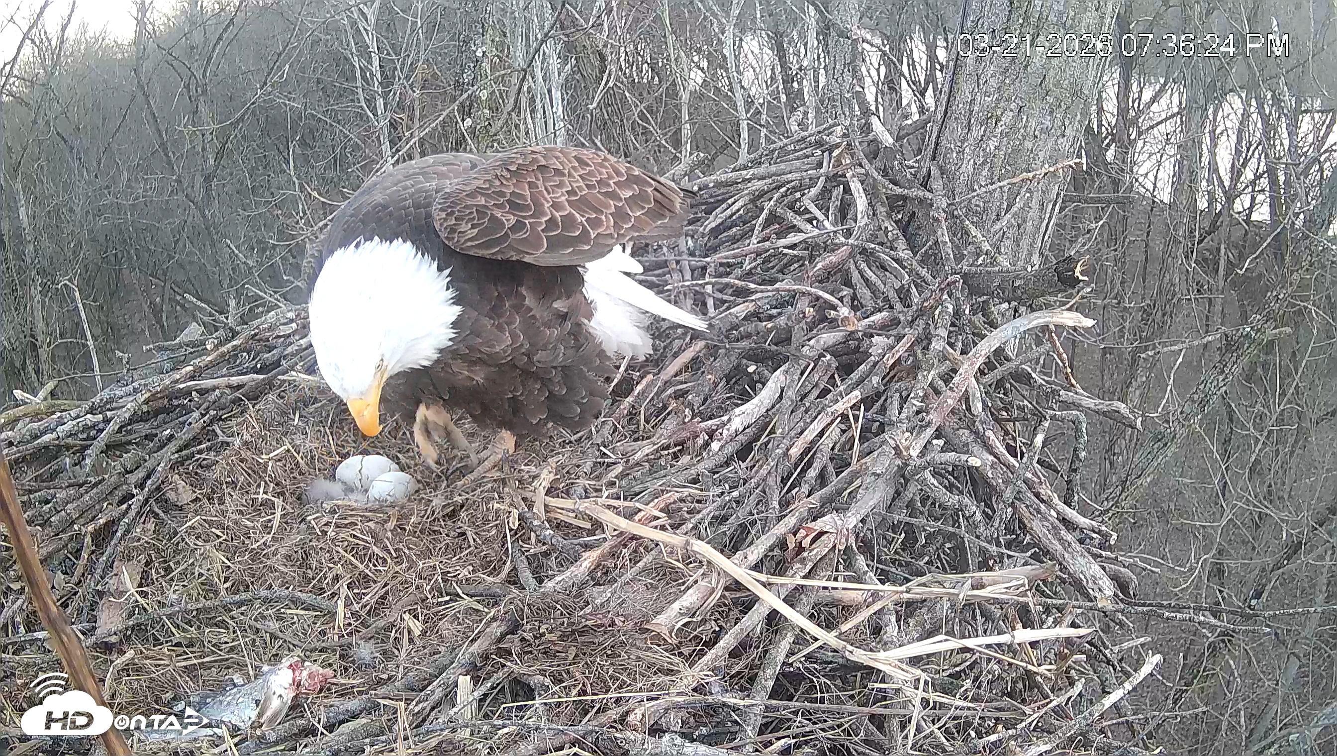 Snapshot of Cardinal Land Conservancy Eagles Live Webcam taken Mar 21, 2026, 7:37pm EDT