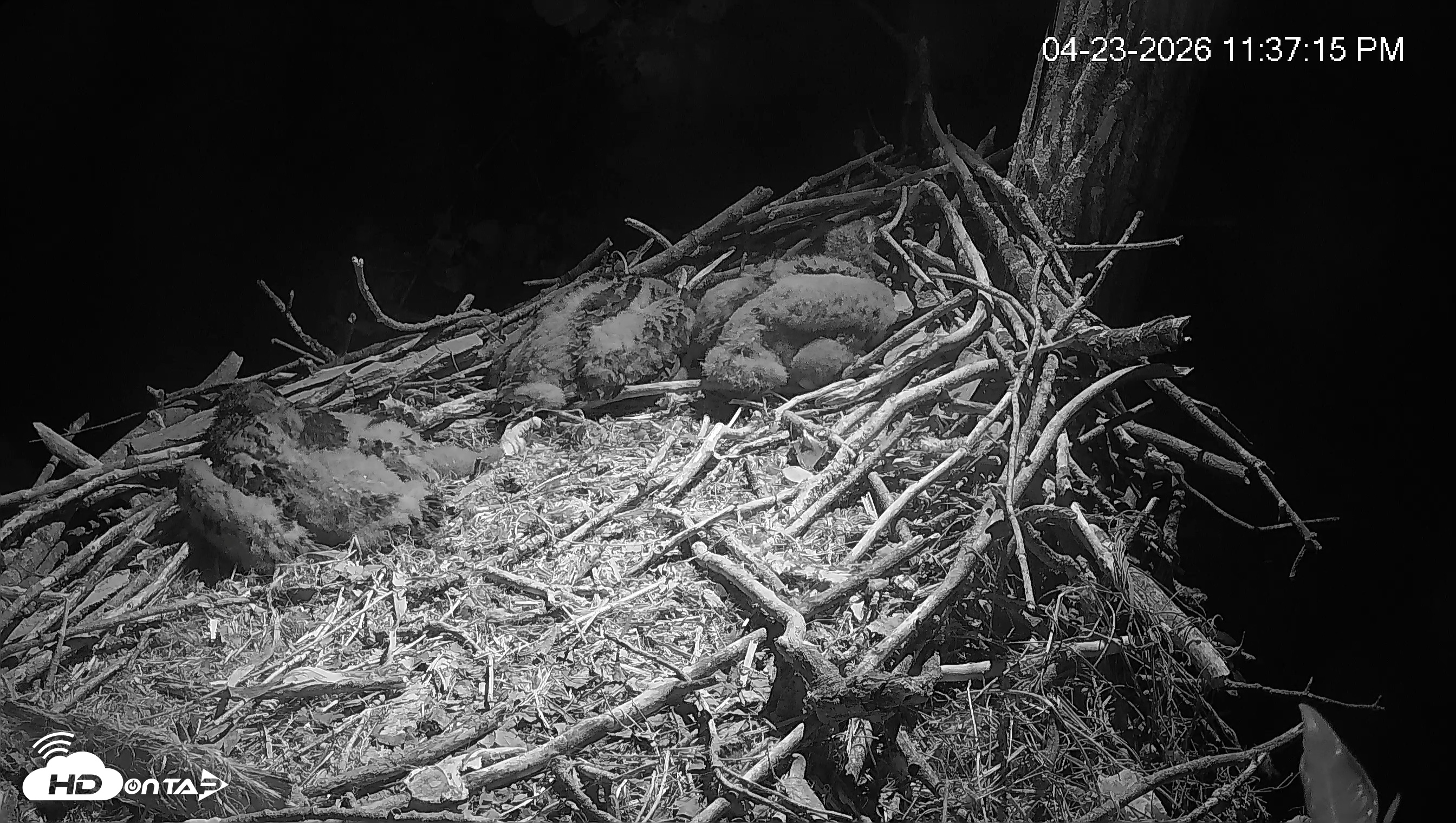 Snapshot of Cardinal Land Conservancy Eagles Live Webcam taken Apr 23, 2026, 11:38pm EDT