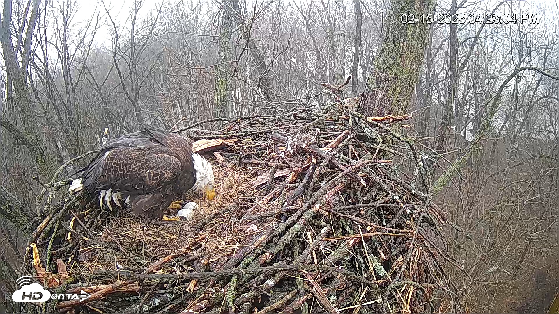 Snapshot of Cardinal Land Conservancy Eagles Live Webcam taken Feb 15, 2025, 4:23pm EST