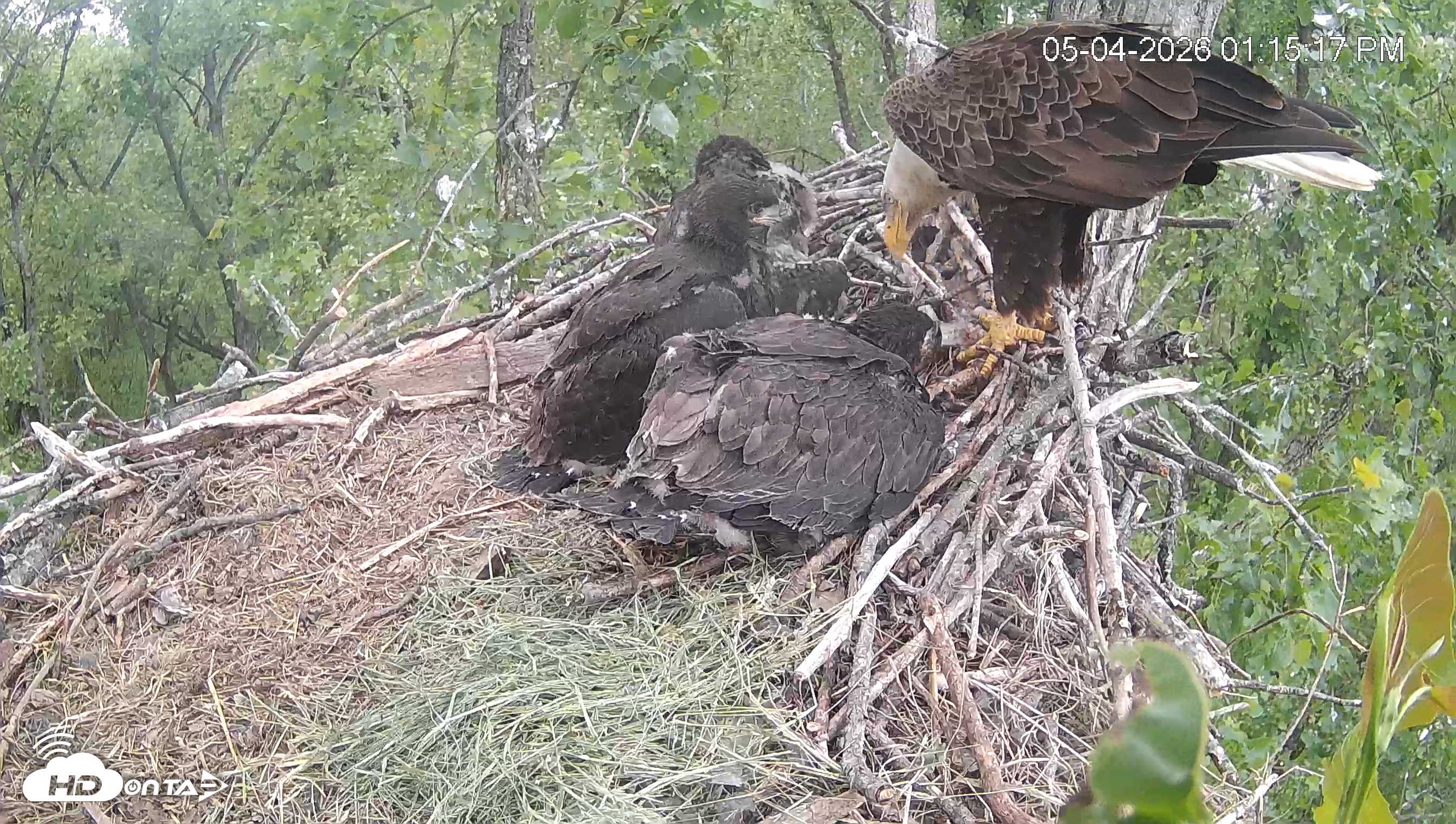 Snapshot of Cardinal Land Conservancy Eagles Live Webcam taken May 4, 2026, 1:16pm EDT