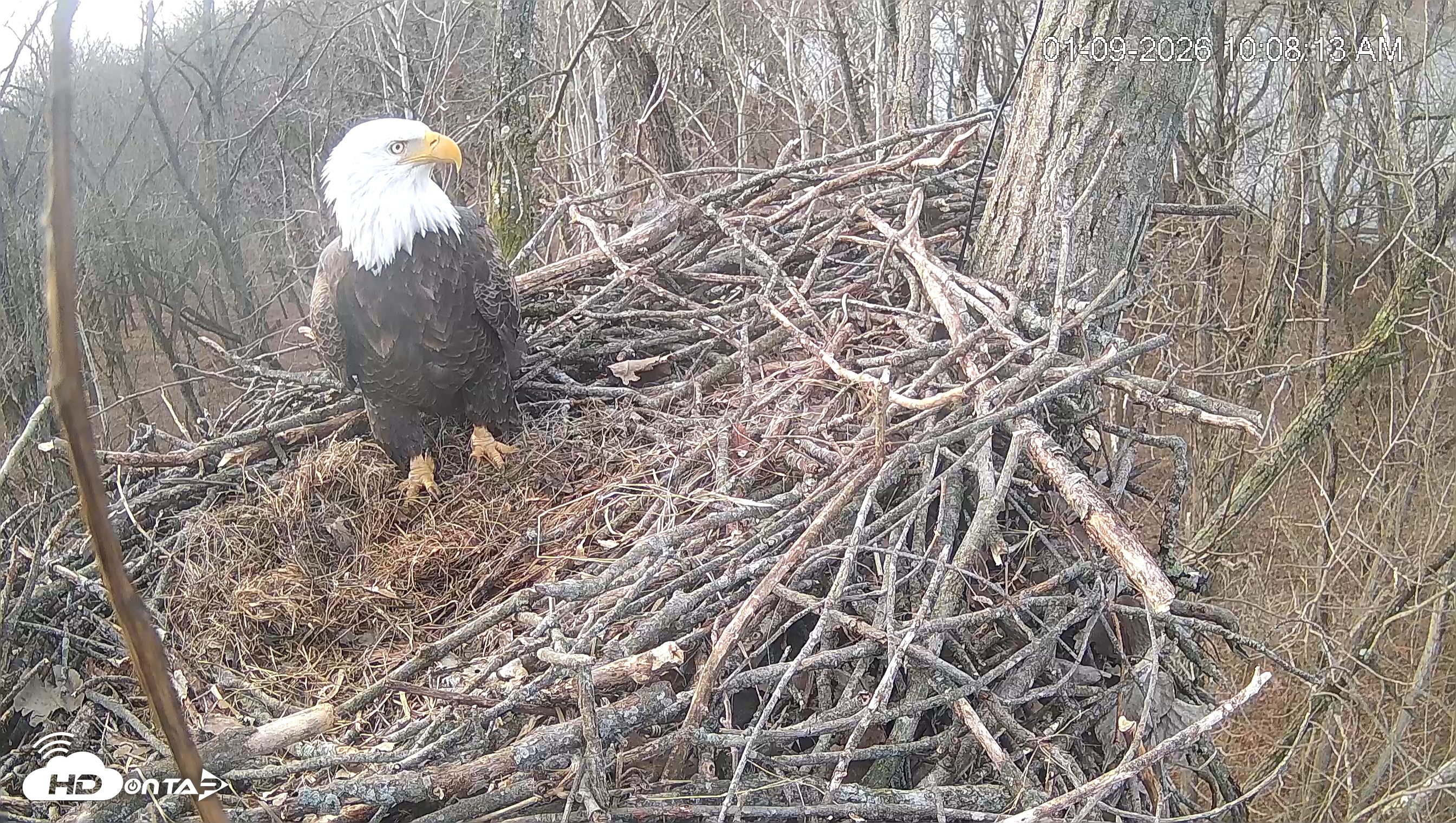 Snapshot of Cardinal Land Conservancy Eagles Live Webcam taken Jan 9, 2026, 10:08am EST