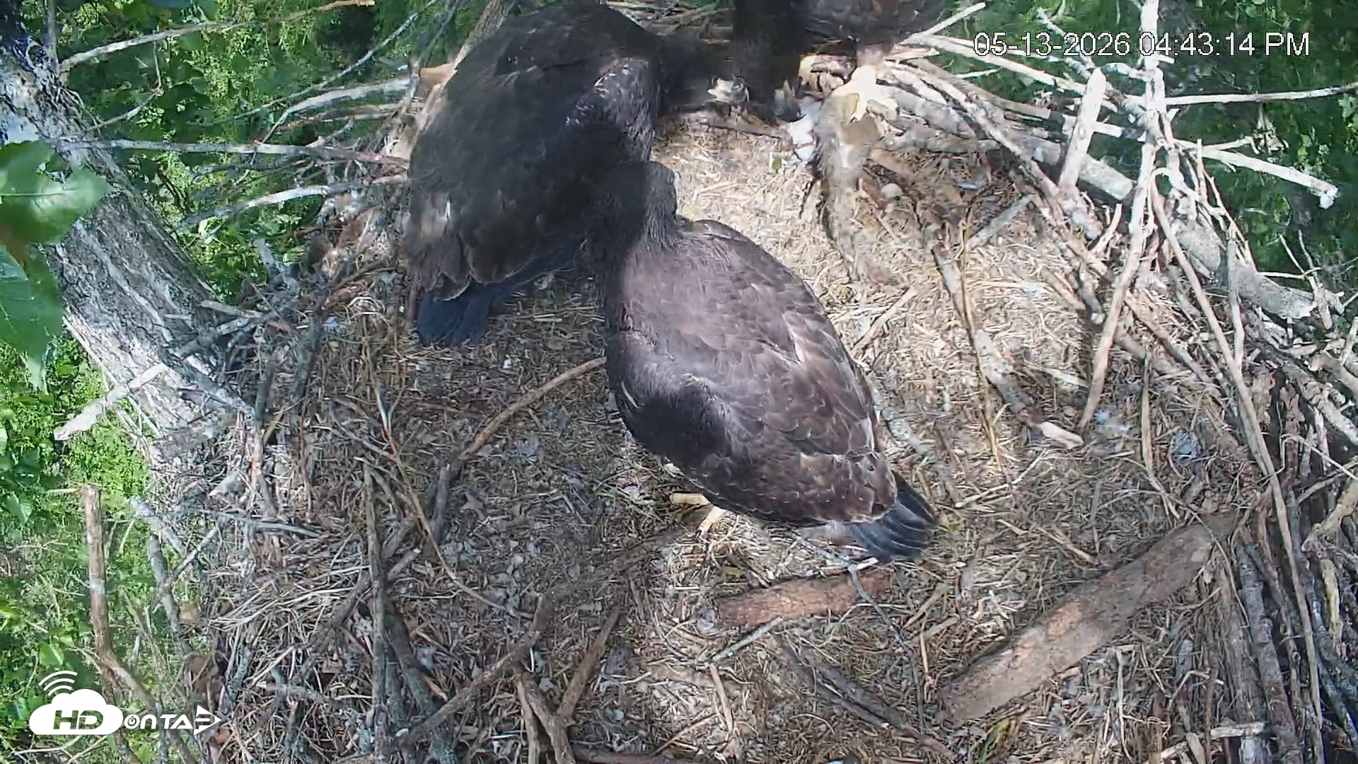 Snapshot of Cardinal Land Conservancy Eagles Live Webcam taken May 13, 2026, 4:44pm EDT
