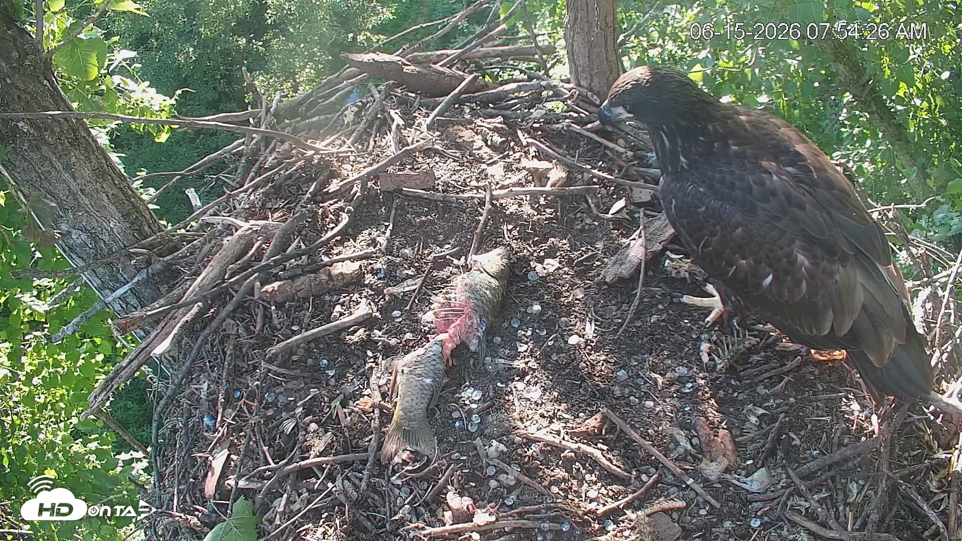 Snapshot of Cardinal Land Conservancy Eagles Live Webcam taken Jun 15, 2026, 7:55am EDT