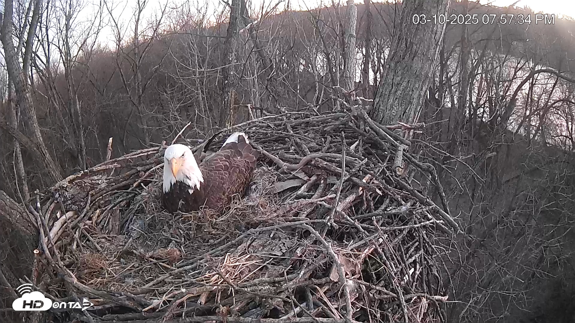 Snapshot of Cardinal Land Conservancy Eagles Live Webcam taken Mar 10, 2025, 7:58pm EDT