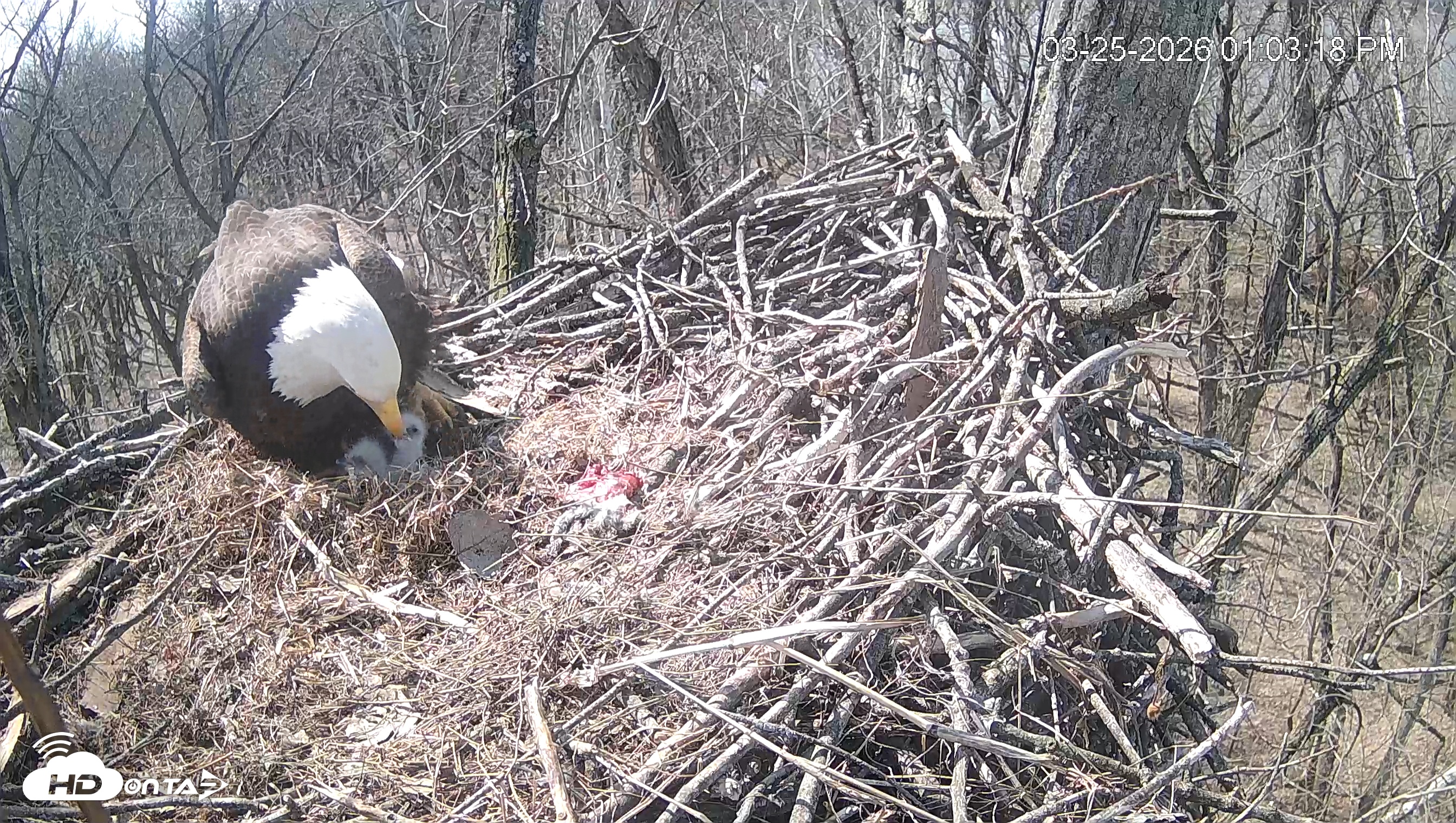 Snapshot of Cardinal Land Conservancy Eagles Live Webcam taken Mar 25, 2026, 1:04pm EDT