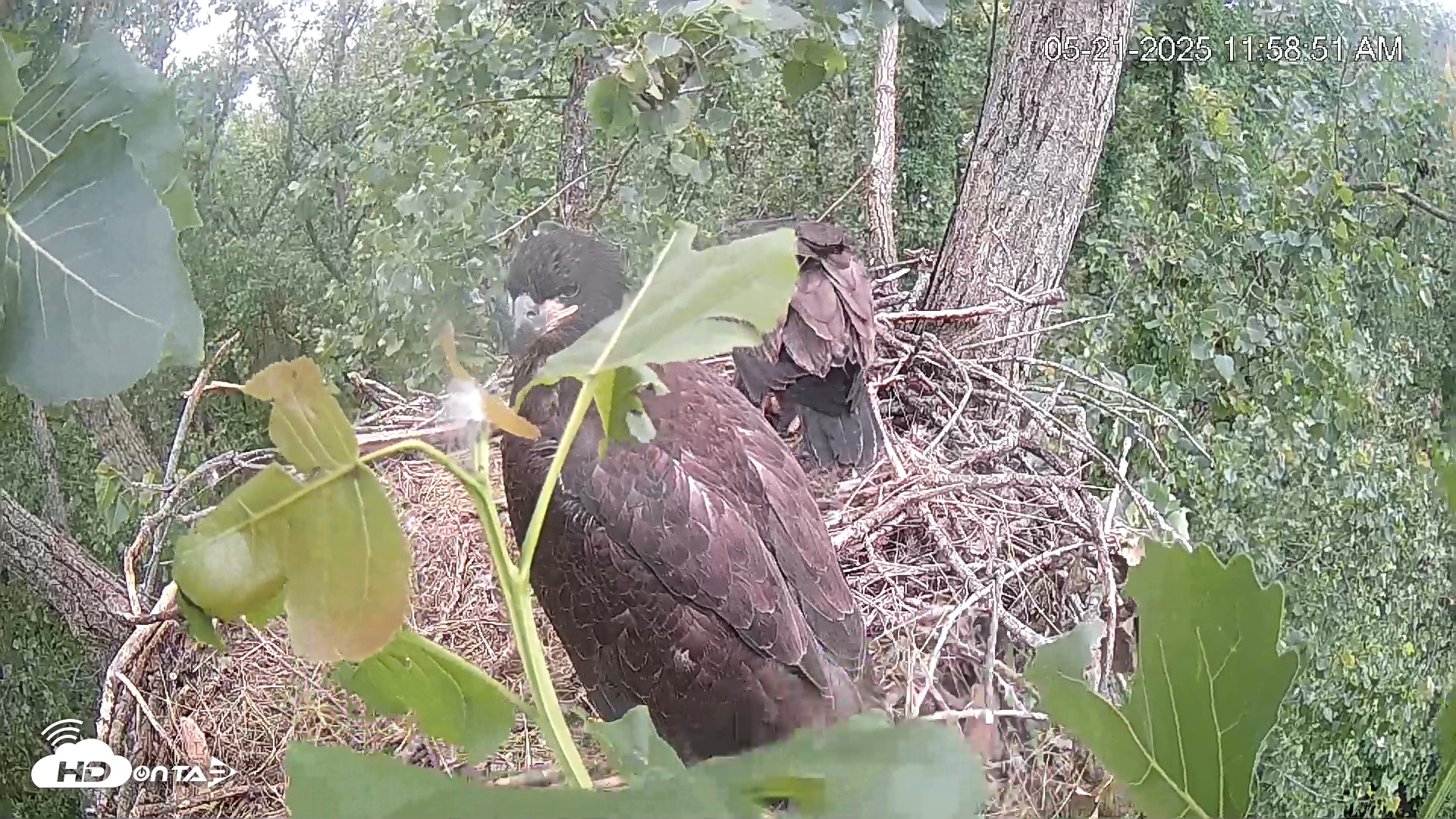 Snapshot of Cardinal Land Conservancy Eagles Live Webcam taken May 21, 2025, 11:59am EDT