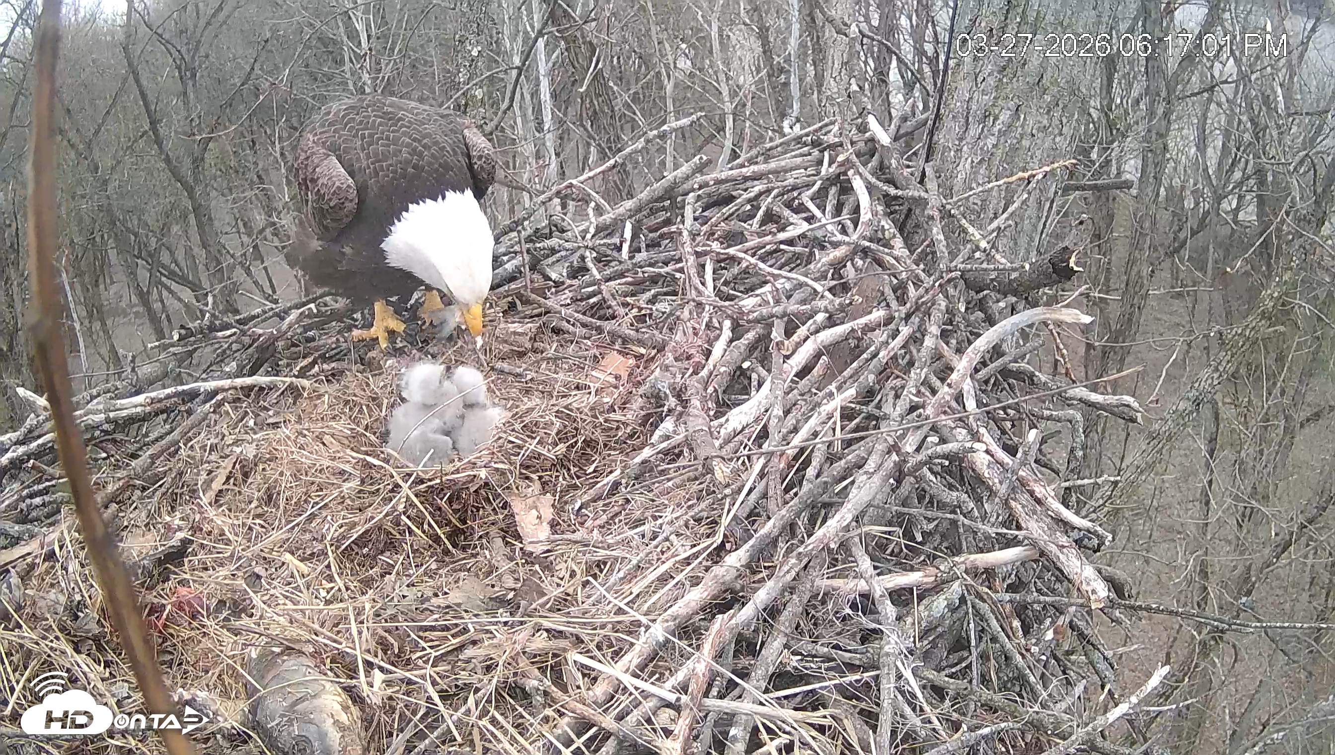 Snapshot of Cardinal Land Conservancy Eagles Live Webcam taken Mar 27, 2026, 6:17pm EDT