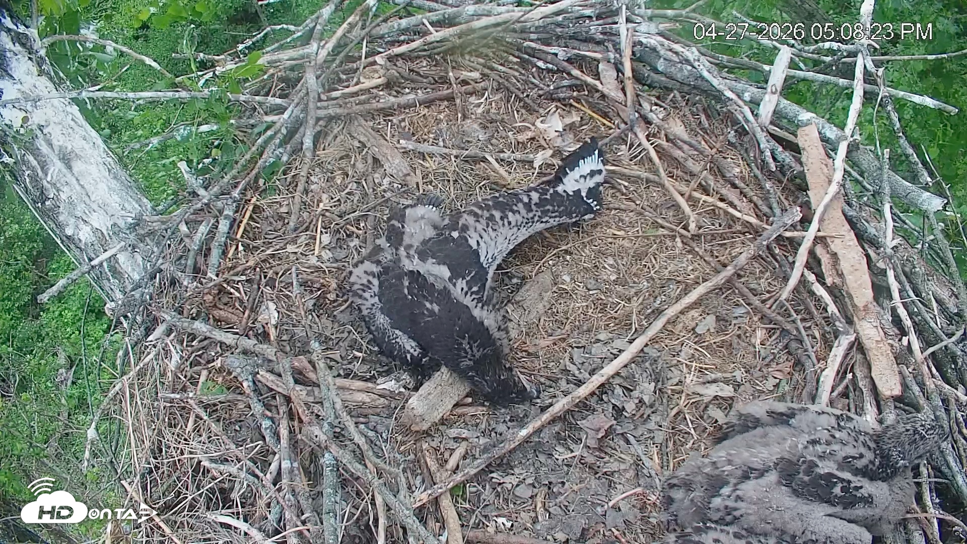 Snapshot of Cardinal Land Conservancy Eagles Live Webcam taken Apr 27, 2026, 5:09pm EDT