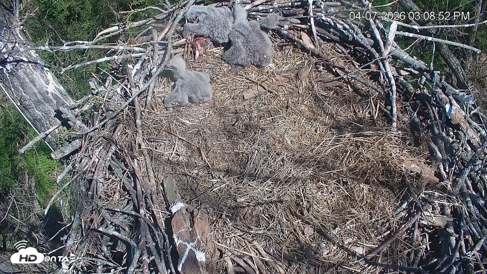 Snapshot of Cardinal Land Conservancy Eagles Live Webcam taken Apr 7, 2026, 3:09pm EDT