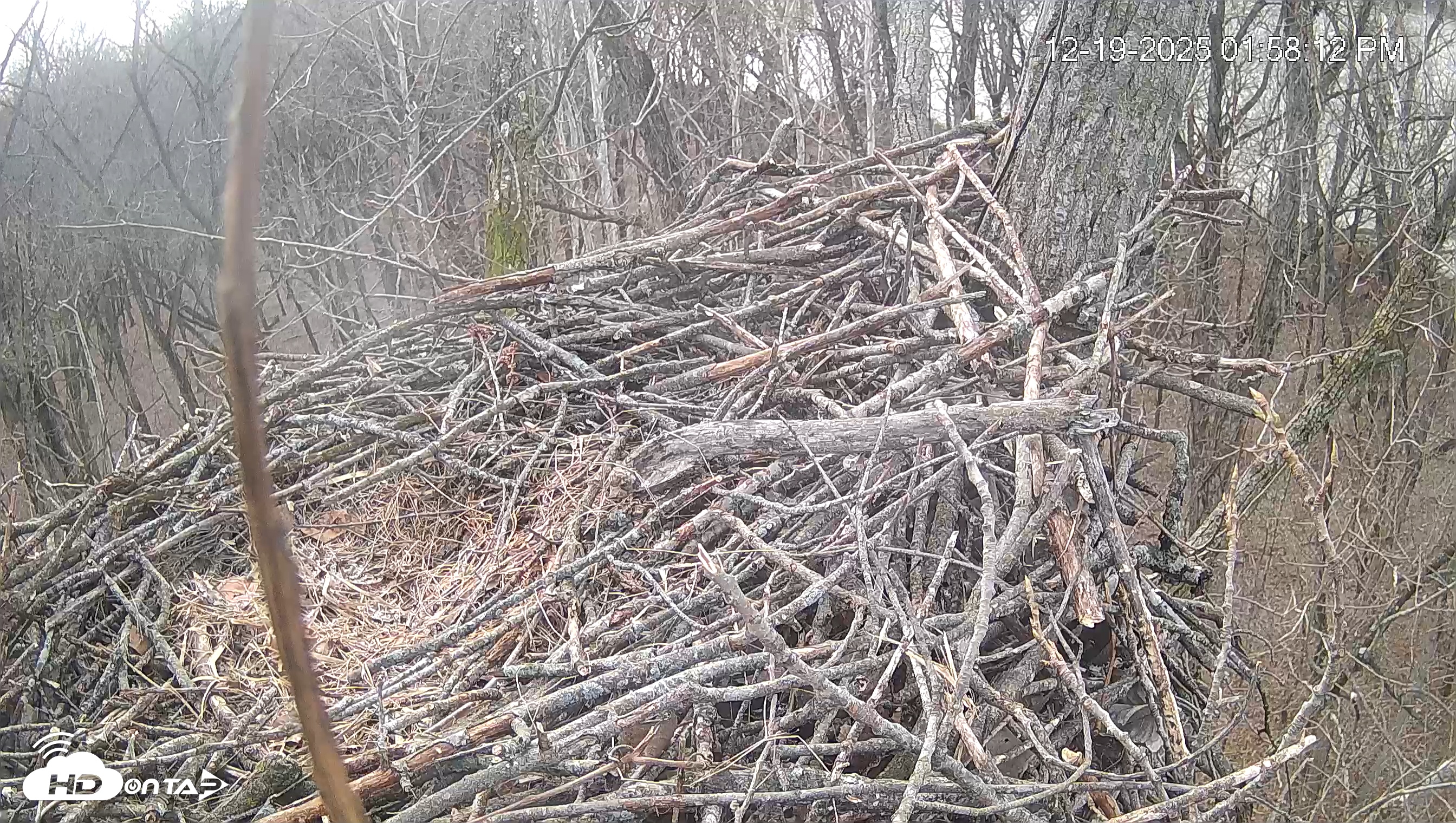 Snapshot of Cardinal Land Conservancy Eagles Live Webcam taken Dec 19, 2025, 1:58pm EST
