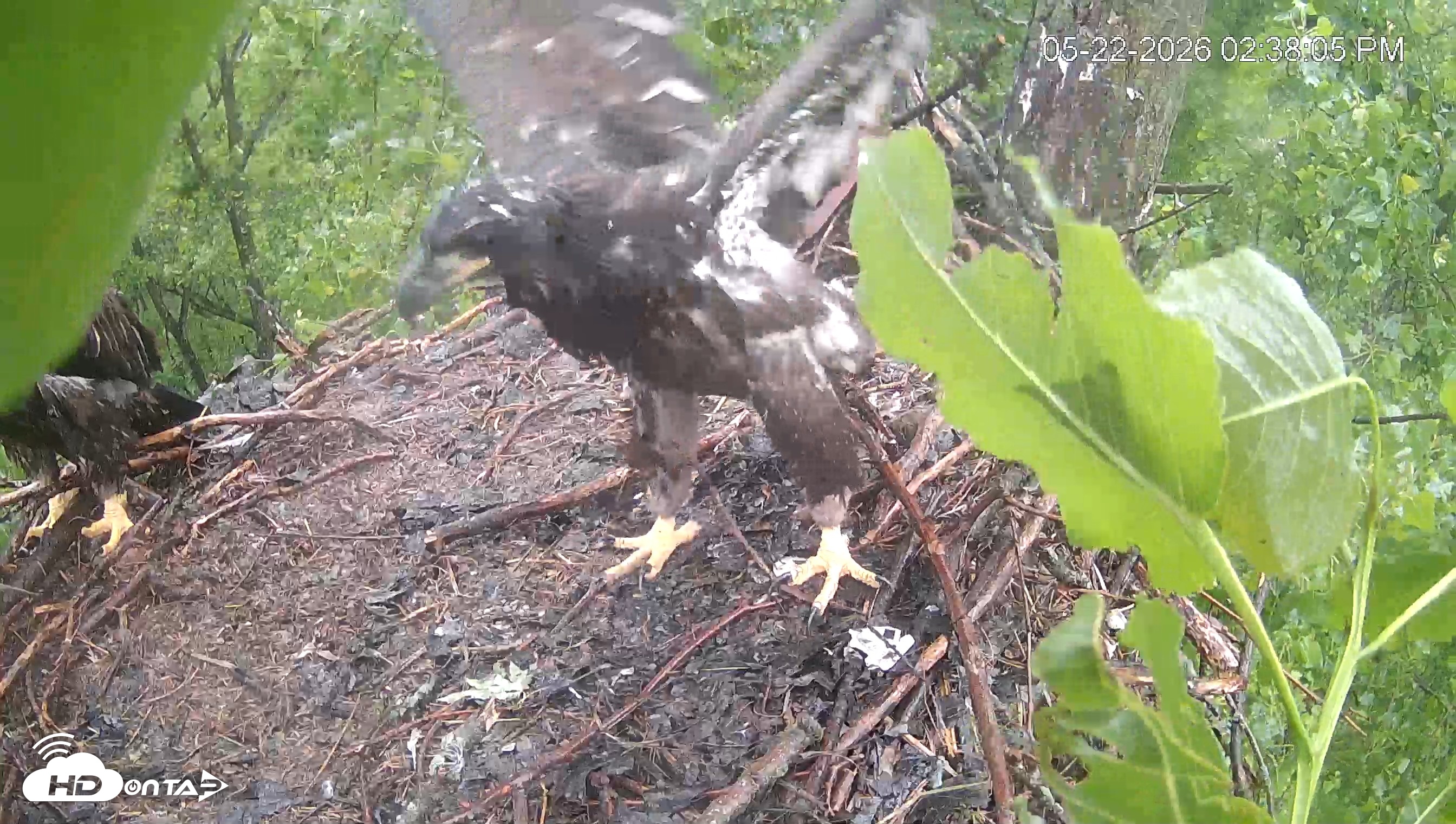 Snapshot of Cardinal Land Conservancy Eagles Live Webcam taken May 22, 2026, 2:39pm EDT