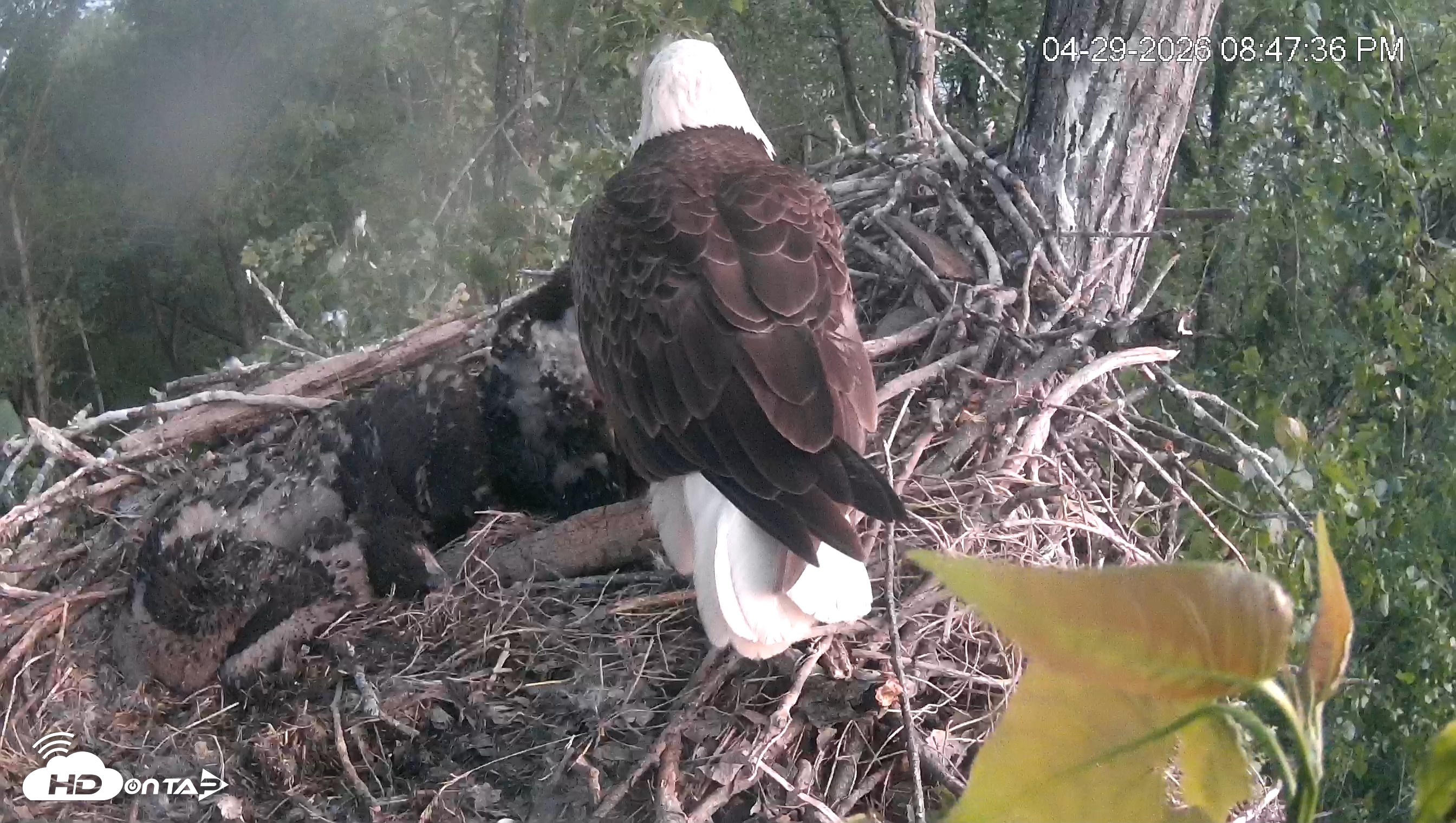 Snapshot of Cardinal Land Conservancy Eagles Live Webcam taken Apr 29, 2026, 8:48pm EDT
