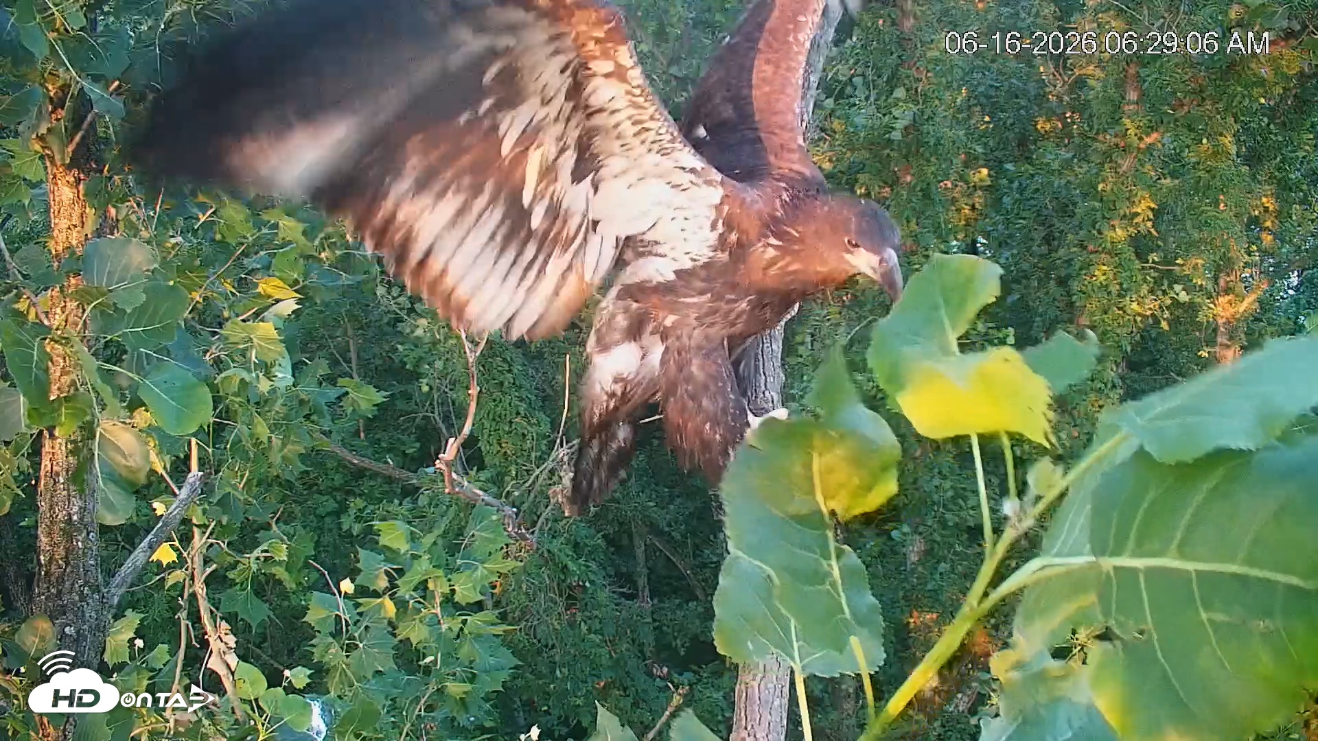 Snapshot of Cardinal Land Conservancy Eagles Live Webcam taken Jun 16, 2026, 6:29am EDT
